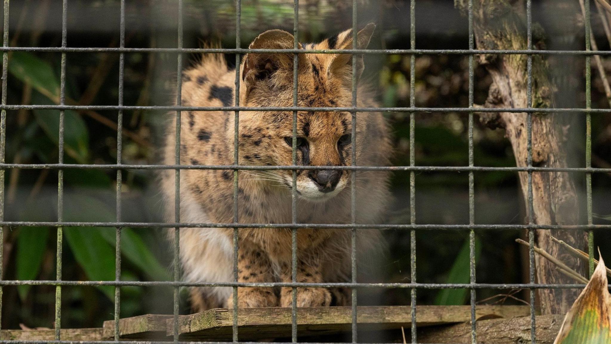 A Serval sits on a wooden ledge inside a cage