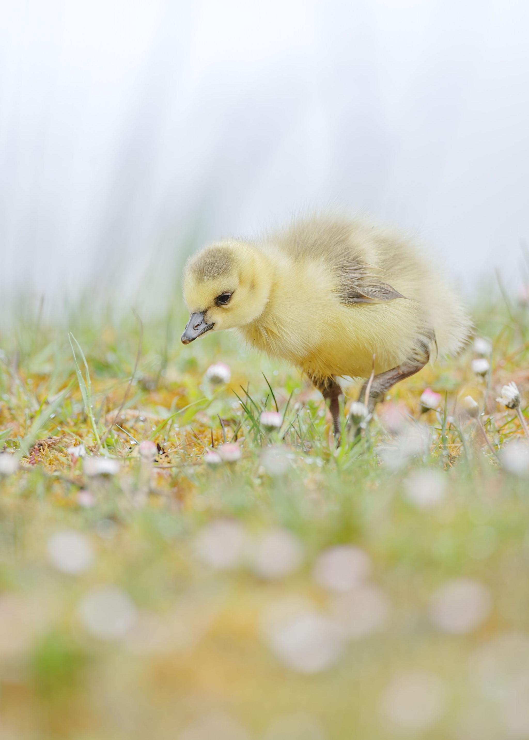 Baby chick looking among grass blades and flowers