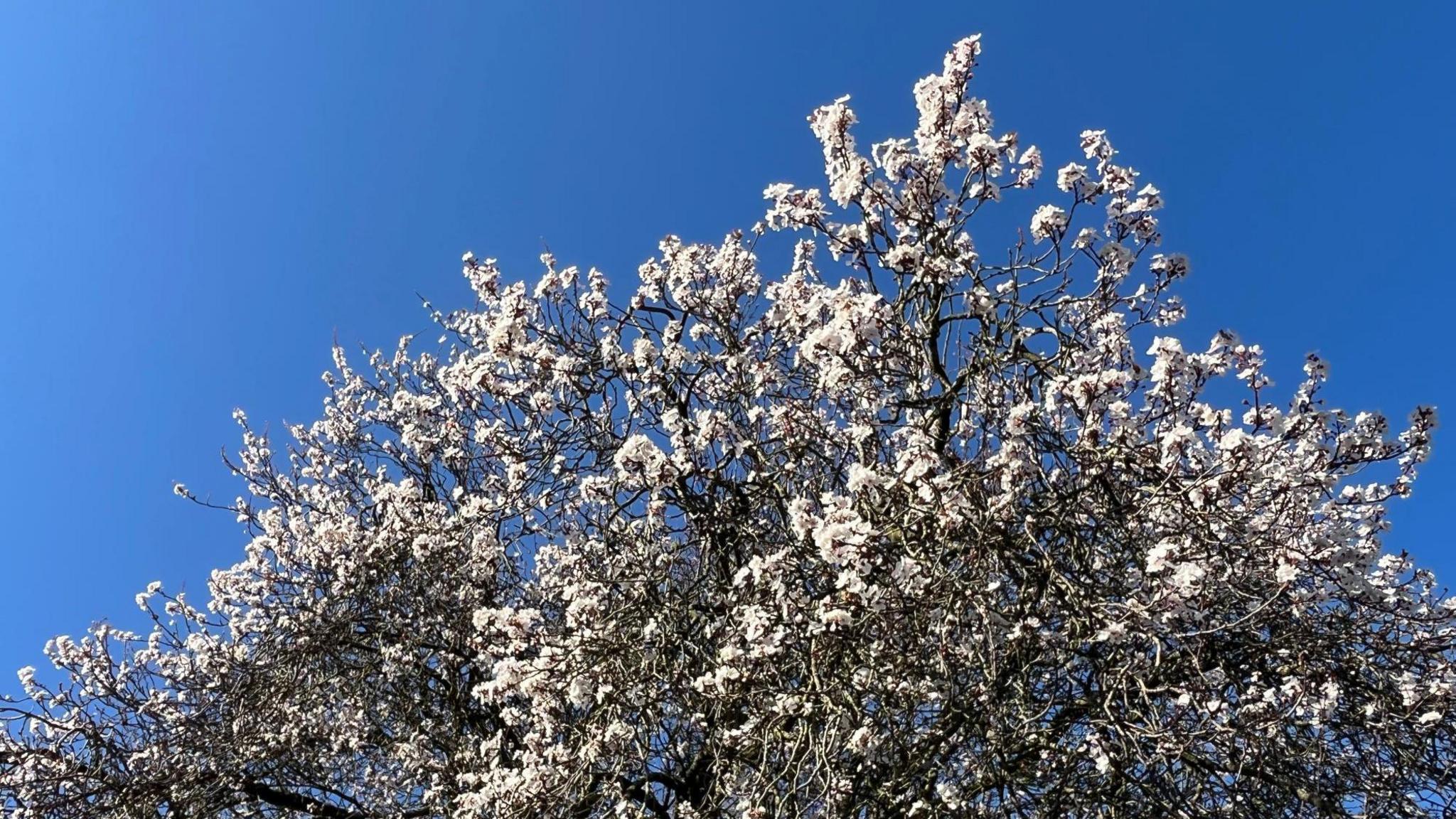 A tree with bright white blossom against a vivid blue sky in Victoria Park in Bristol