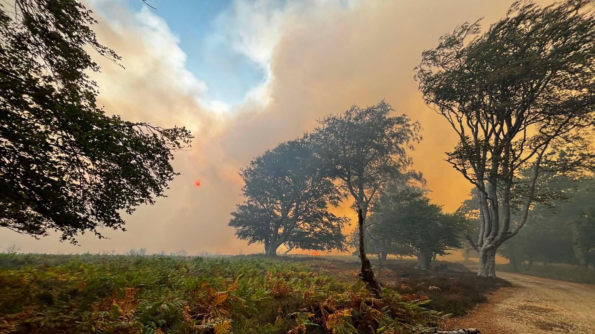 Fire in New Forest