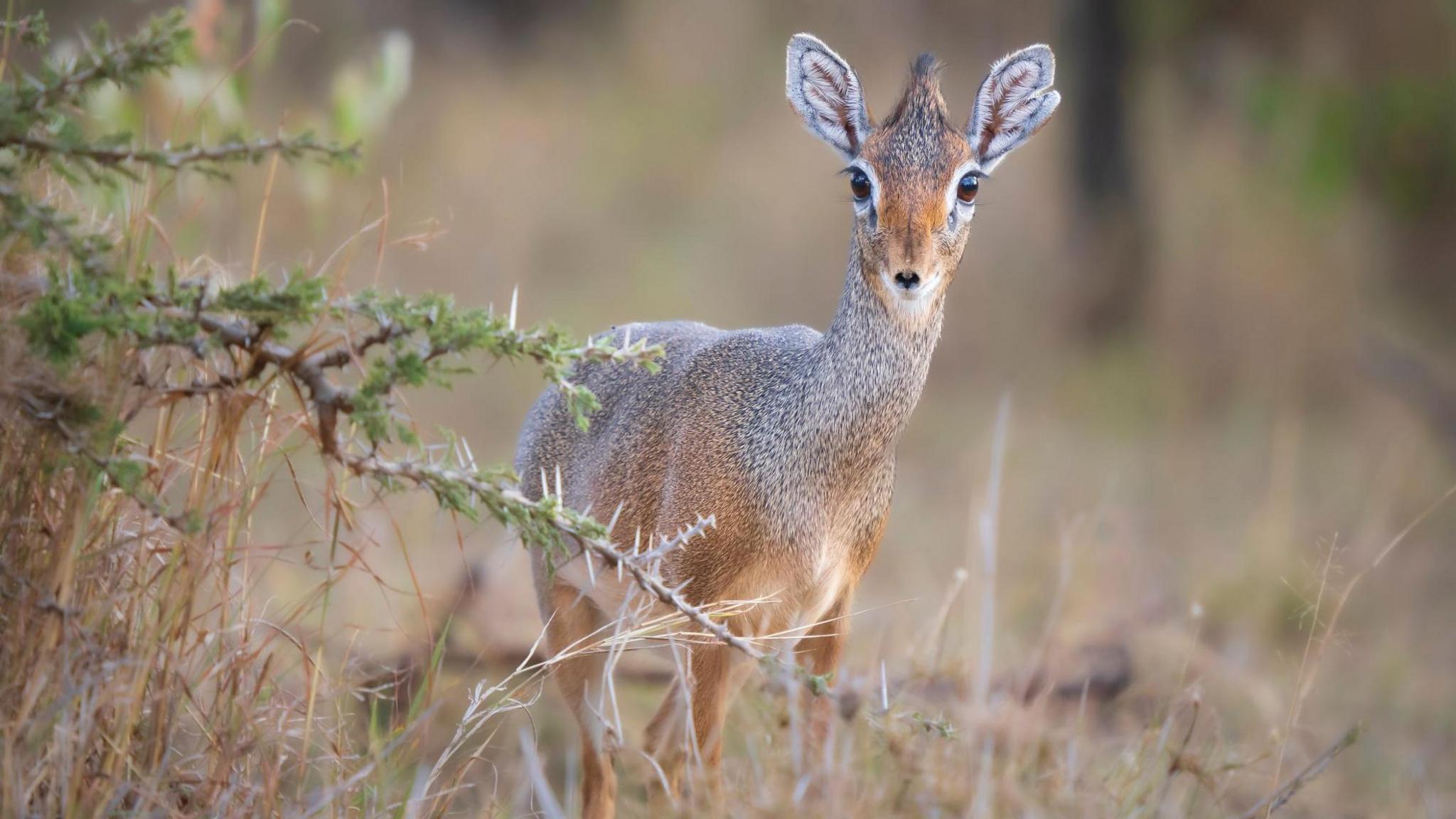 Antelope standing in long grass