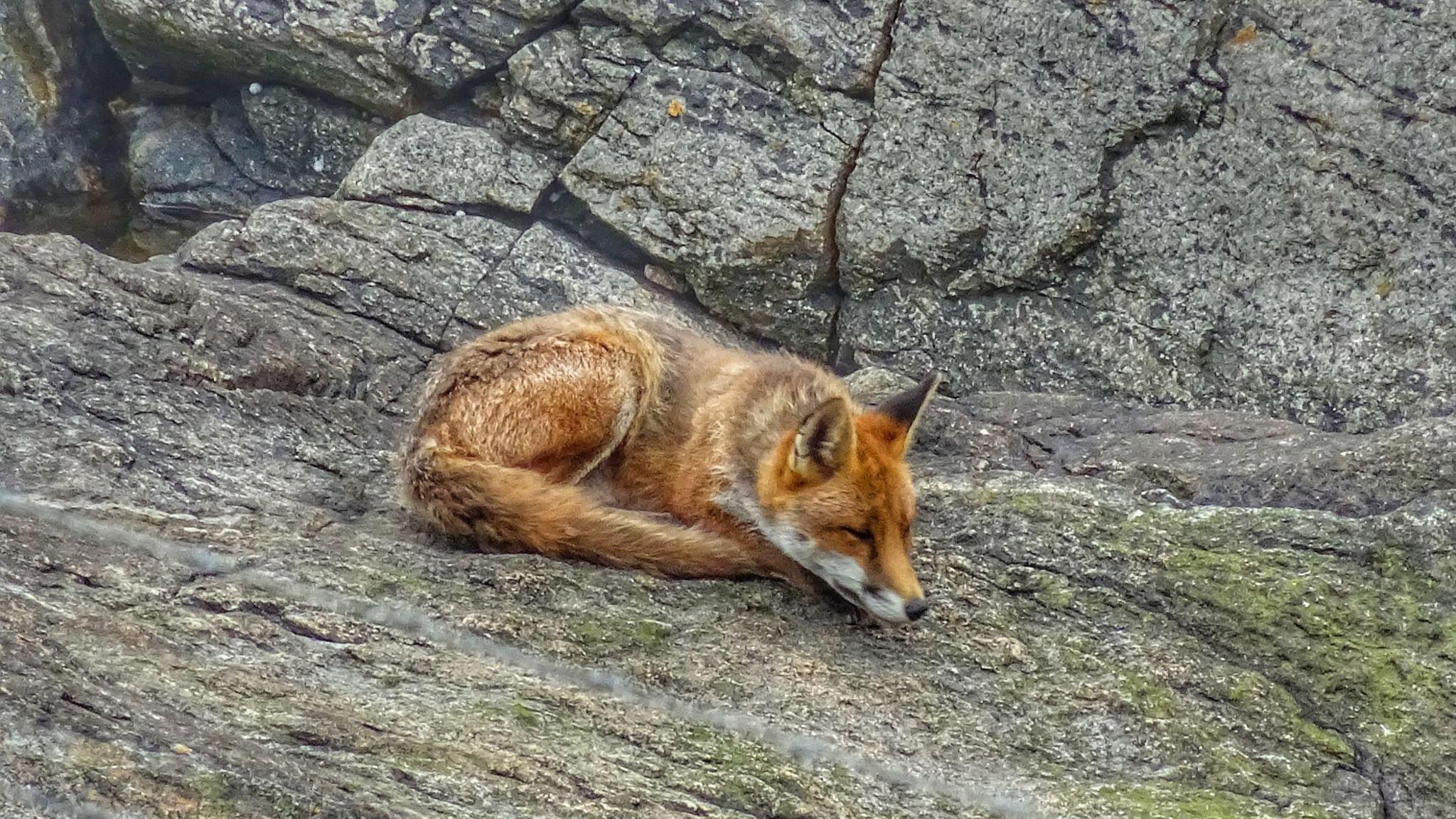 Small fox, curled up asleep on a large grey rock with moss growing on it 