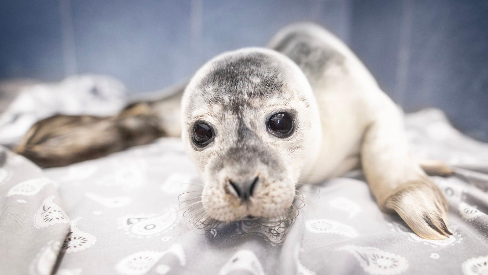 The seal pup