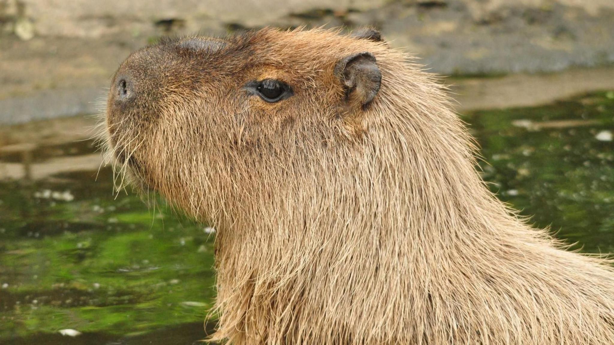 The head and shoulders of a capybara, a large rodent, stand sideways to the camera with a body of water in the background.