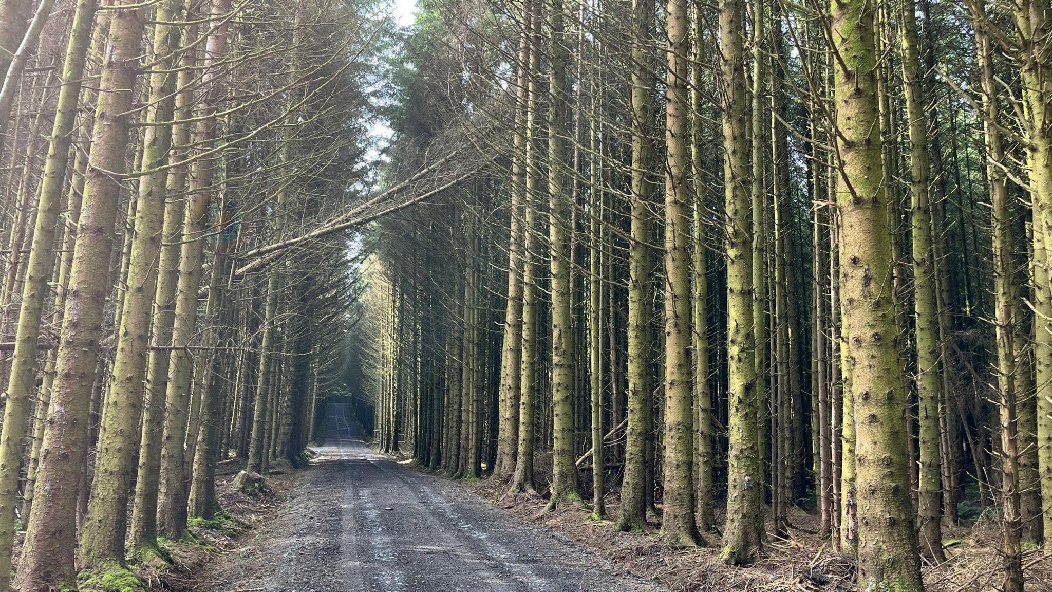 Gorsedd Bran Forest in Denbighshire