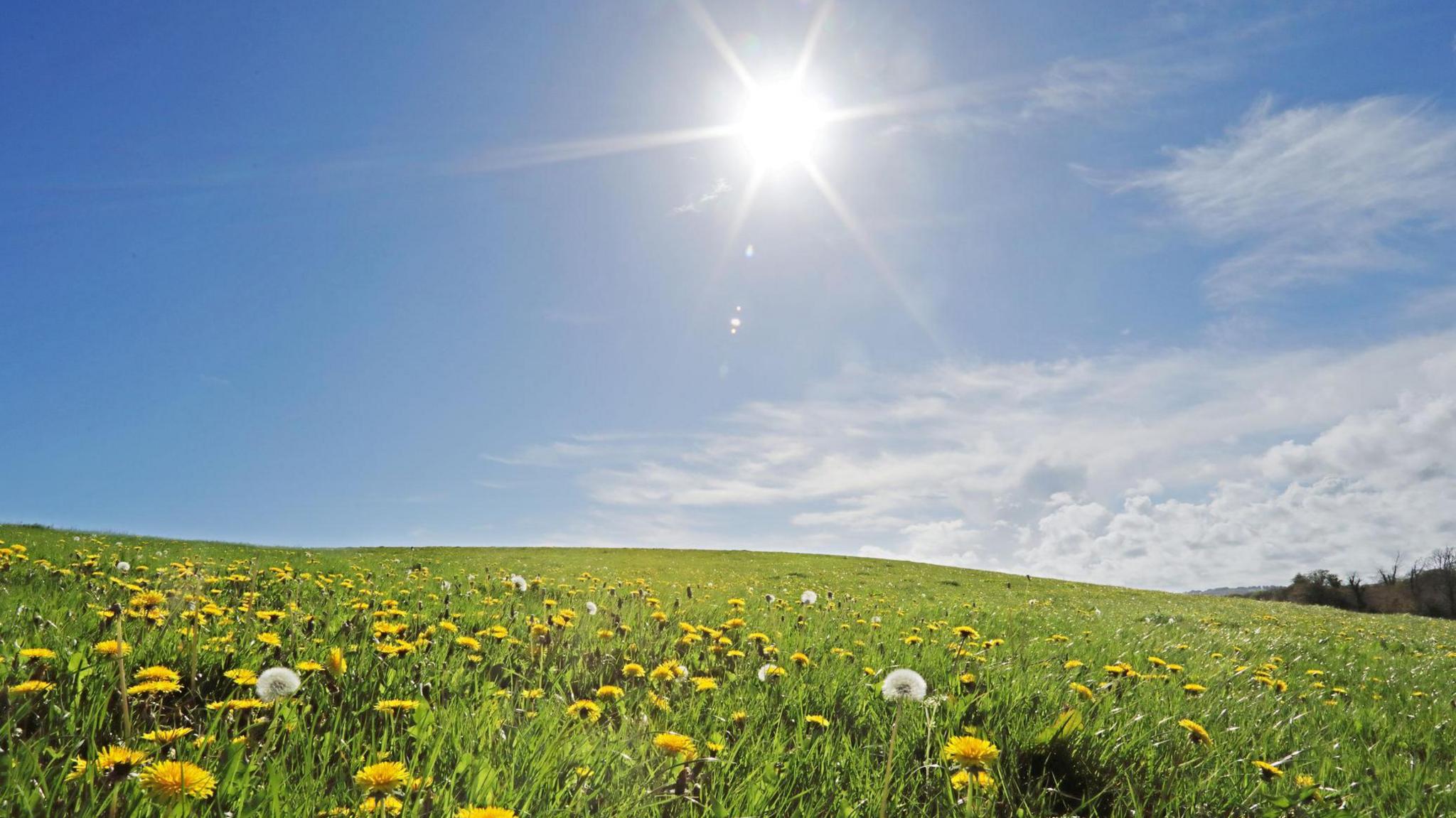 Wild meadow on summers day