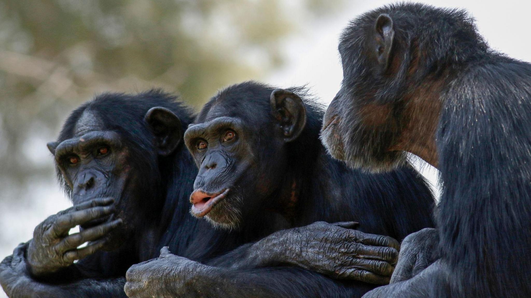 Three chimpanzees sitting down together