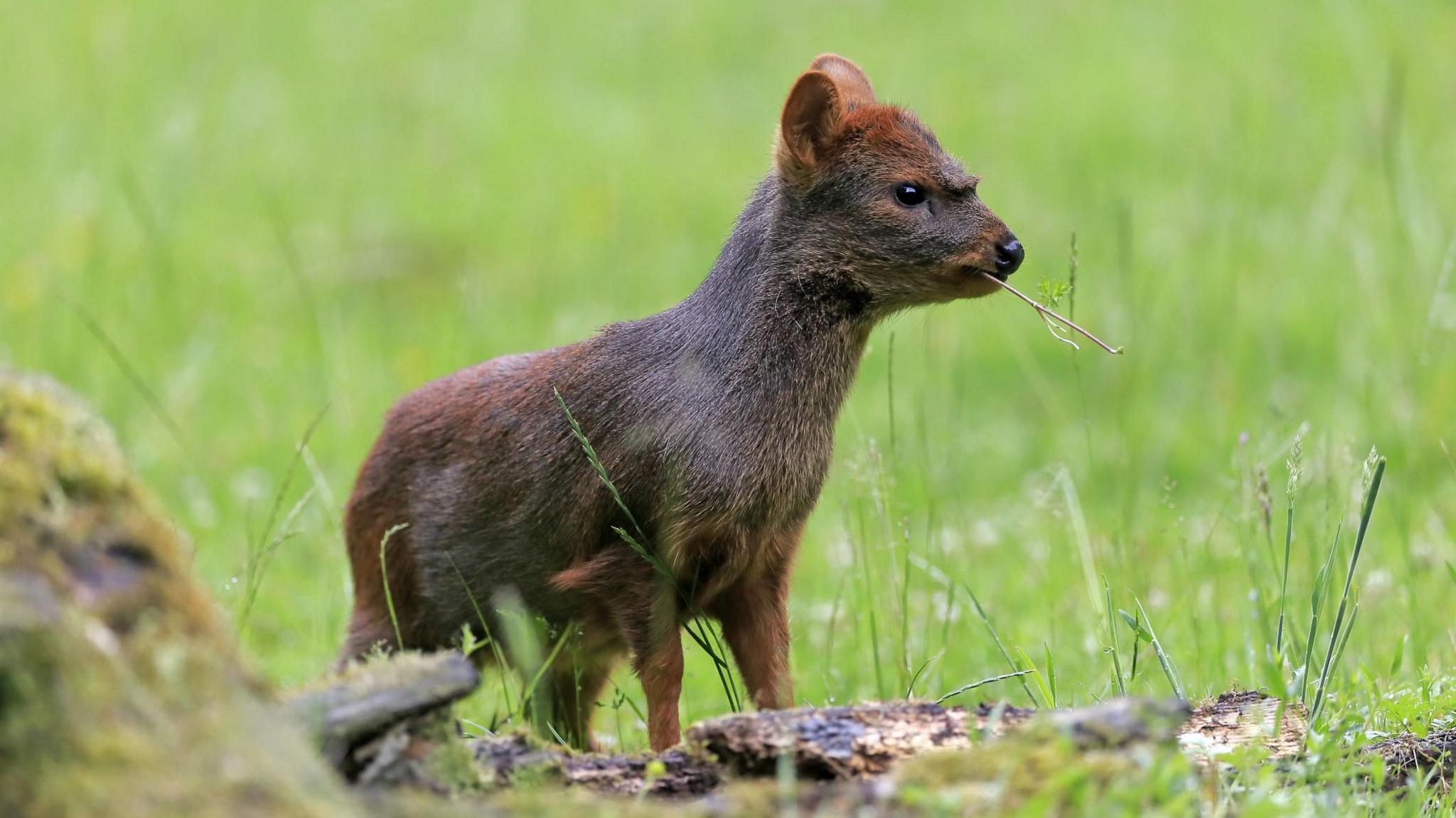 A tiny baby pudu deer stands with a branch in its mouth