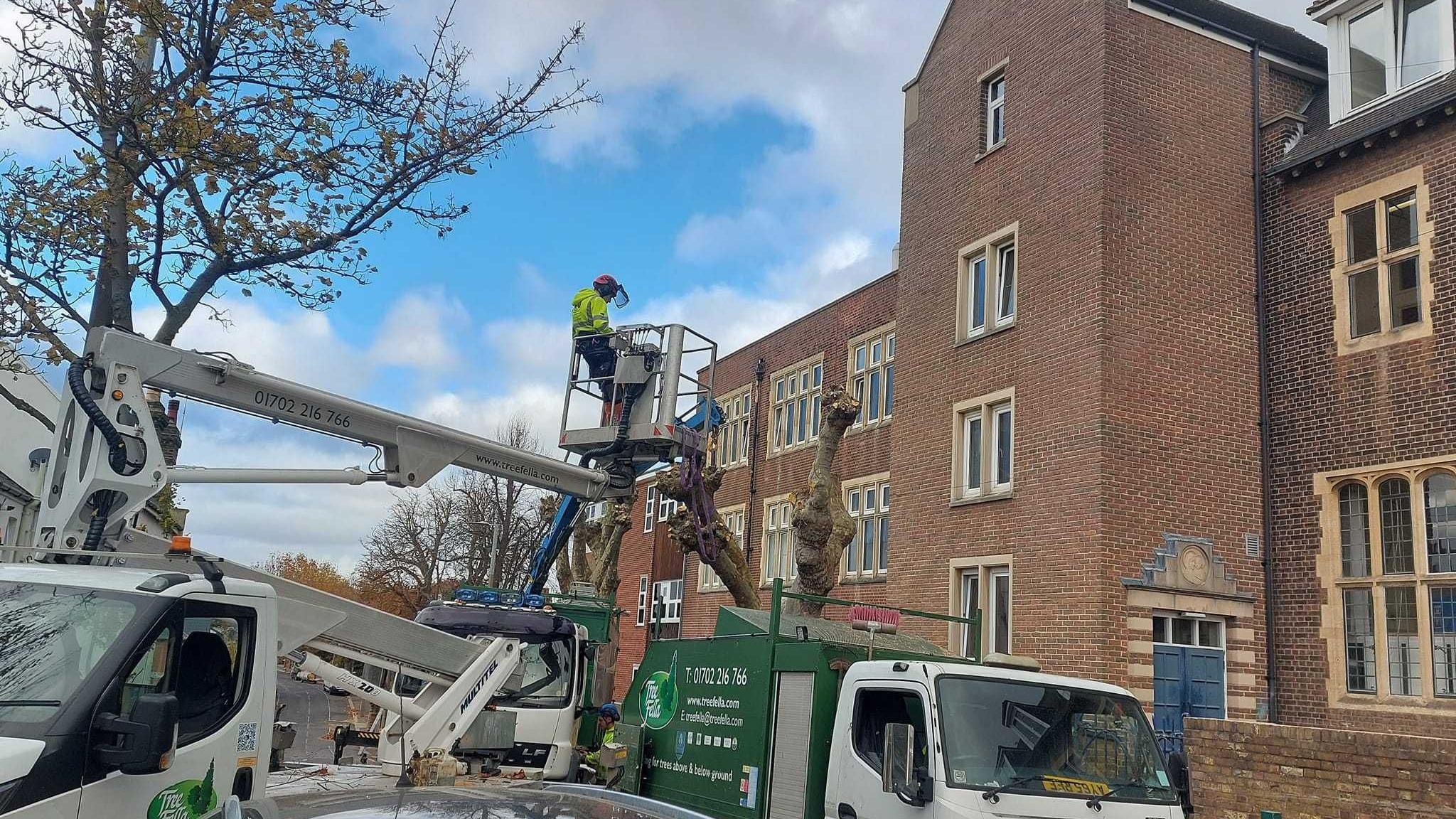 Tree being felled