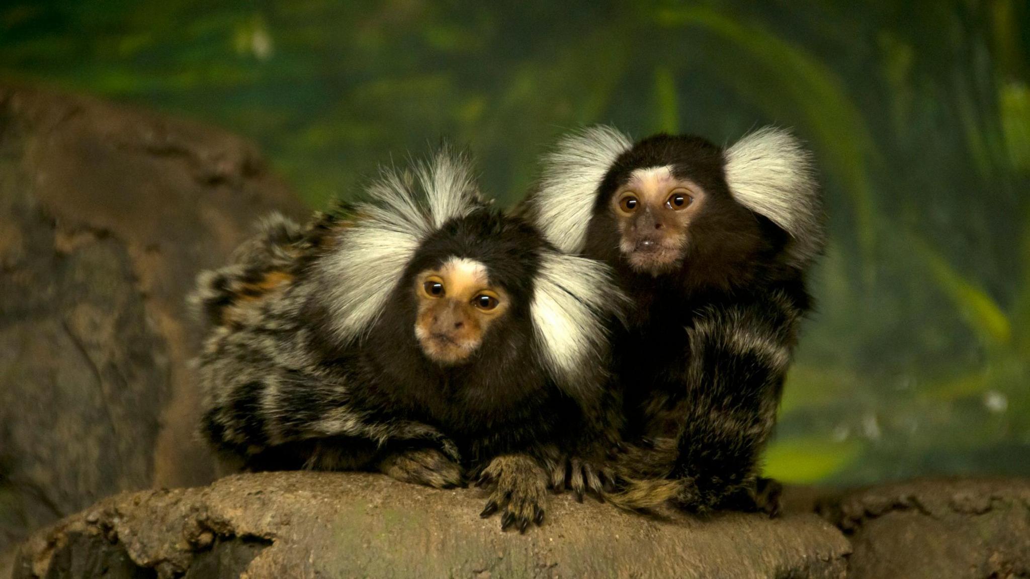 Two marmoset monkeys