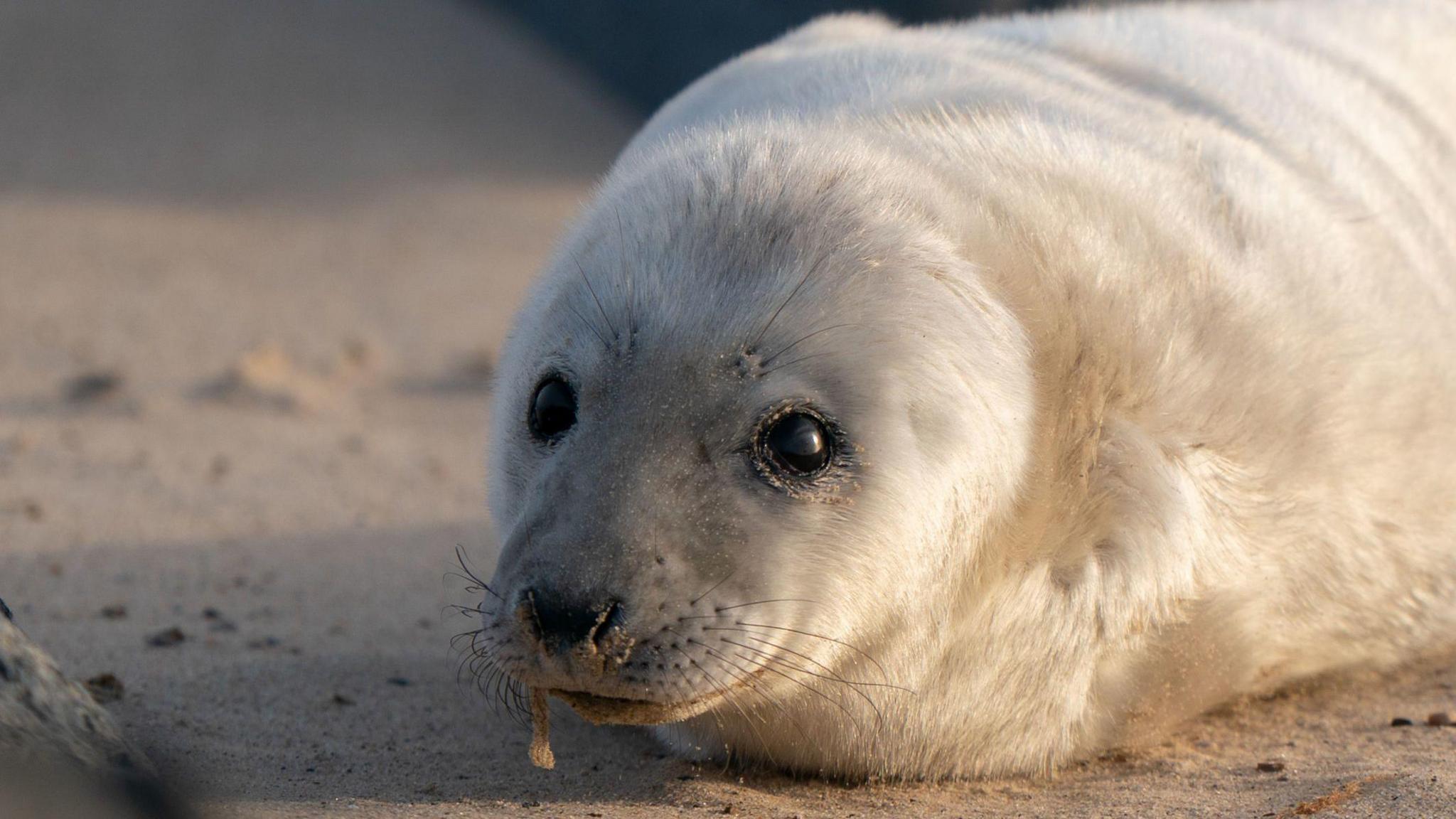 The head of a grey seal pup. It has white fur and has dark black eyes and a black nose. It is on a sandy beach. It is looking at the camera. 