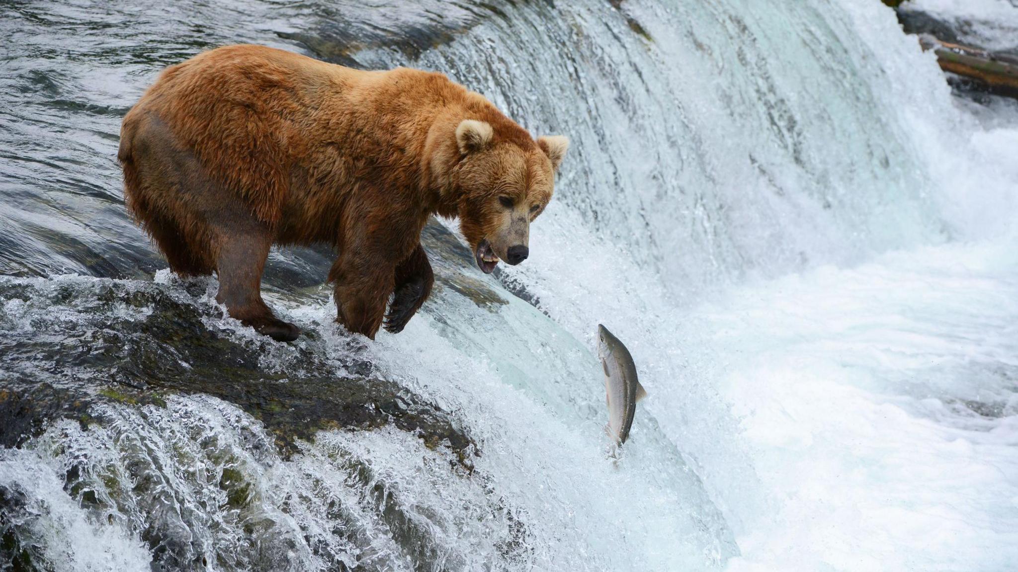 a bear in a river hunting salmon.