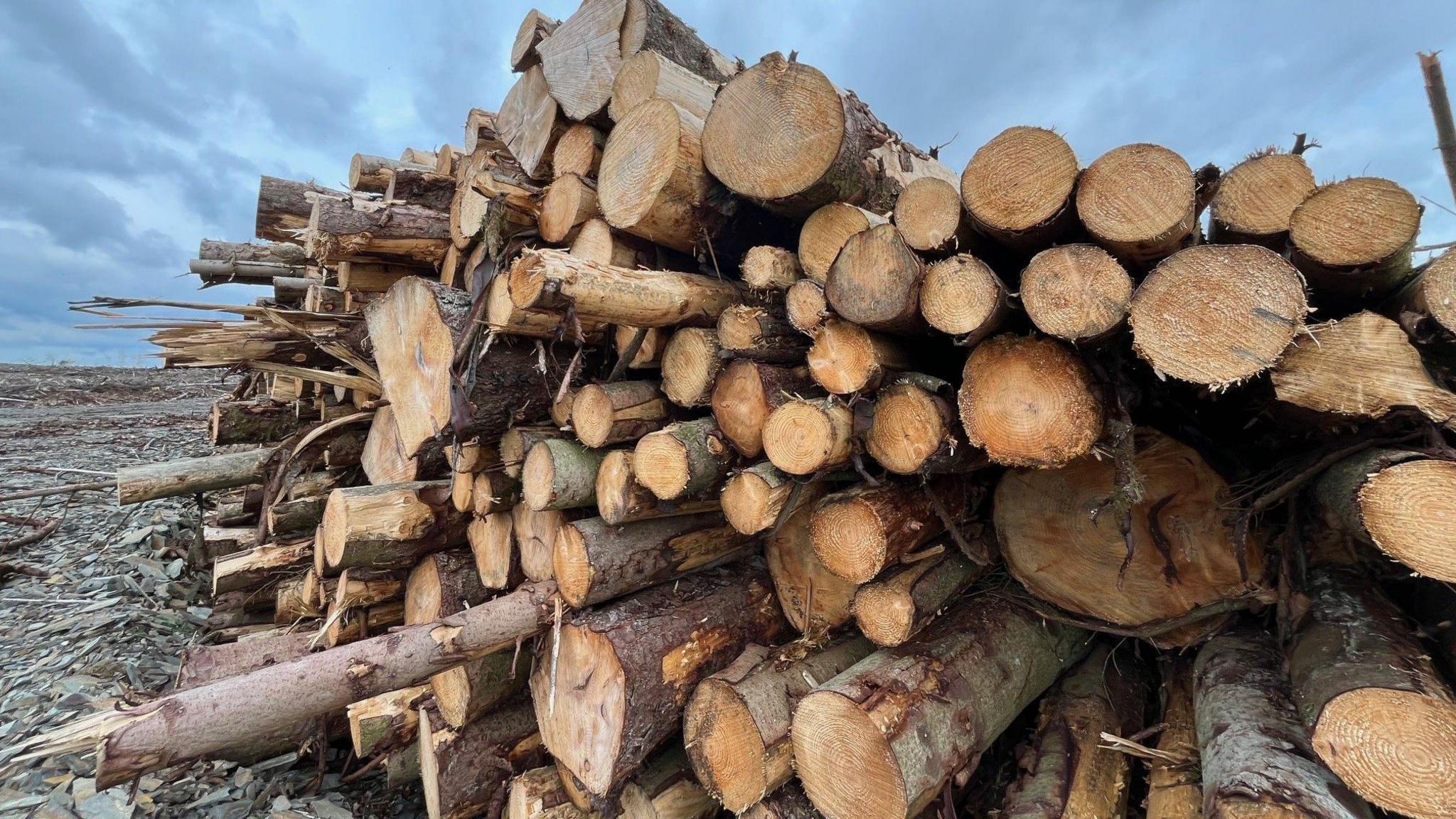 Timber at Gorsedd Bran Forest in Denbighshire