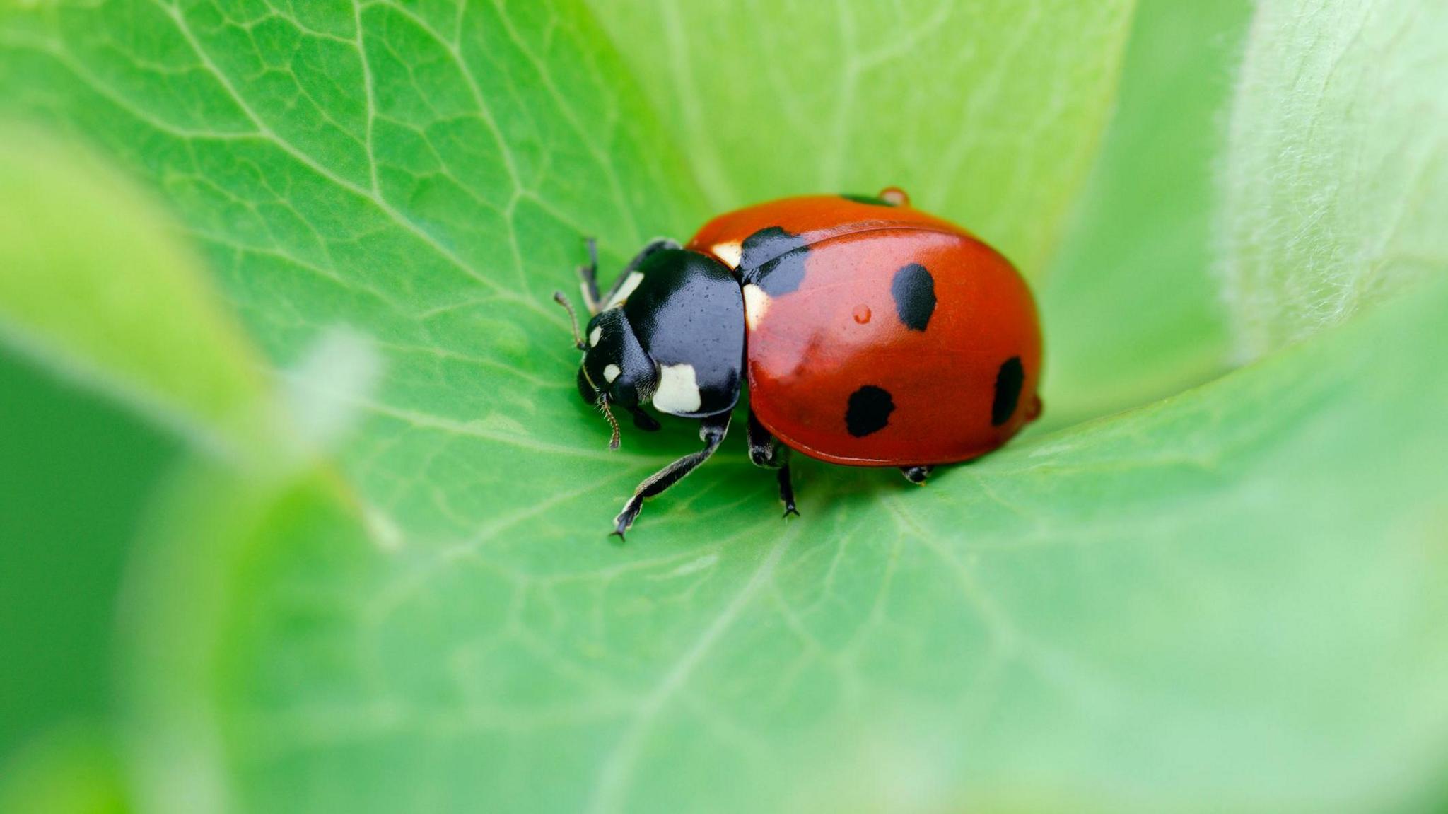 Ladybird on a leaf.