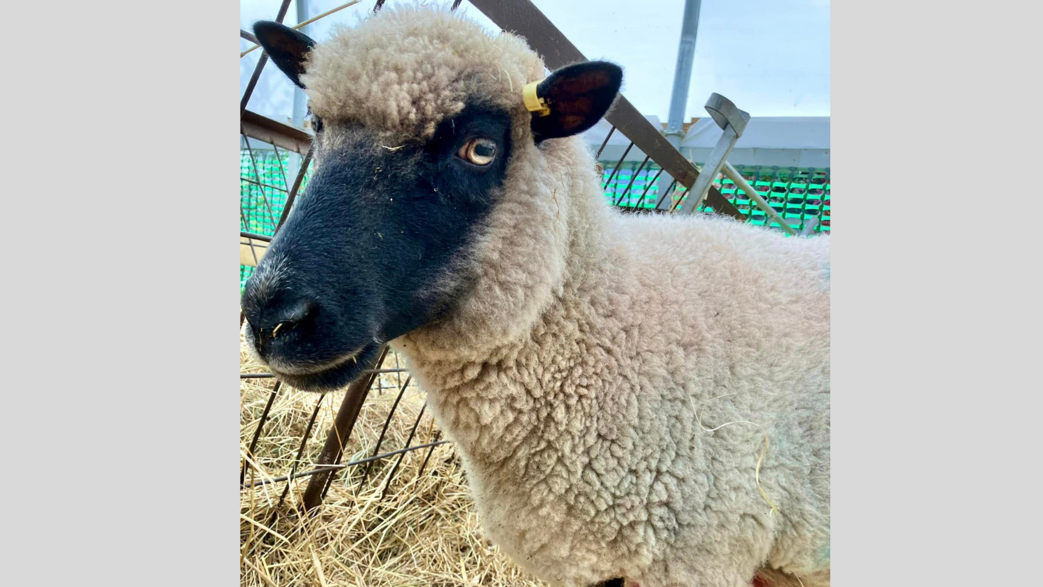 A photo of the sheep that was shot at the farm. The sheep is standing in a pen with straw surrounding it. It has cream-coloured wool and has a black face. A small, yellow tag has been attached to its ear