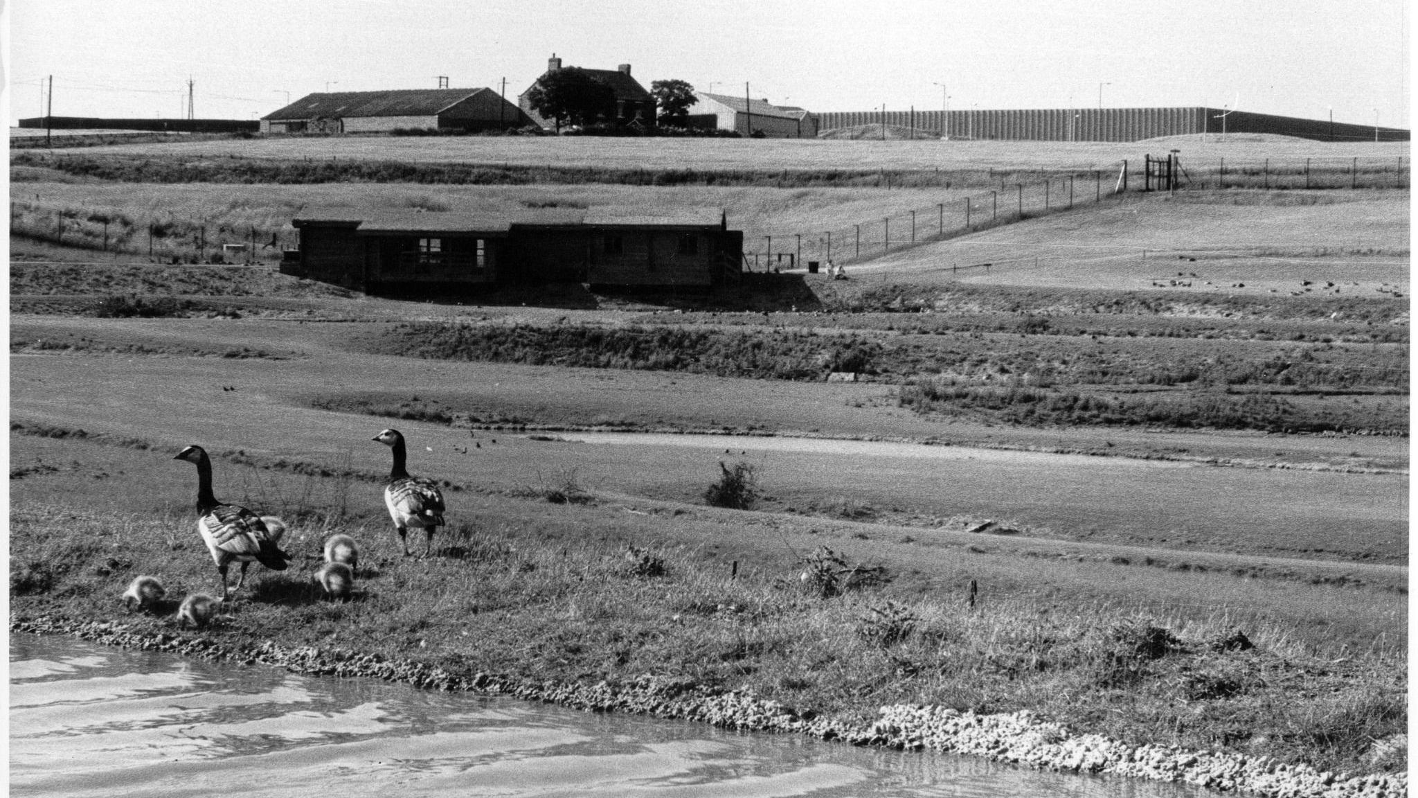 A black and white photogrpaph of barnacle geese and goslings at Washington Wetland Centre.