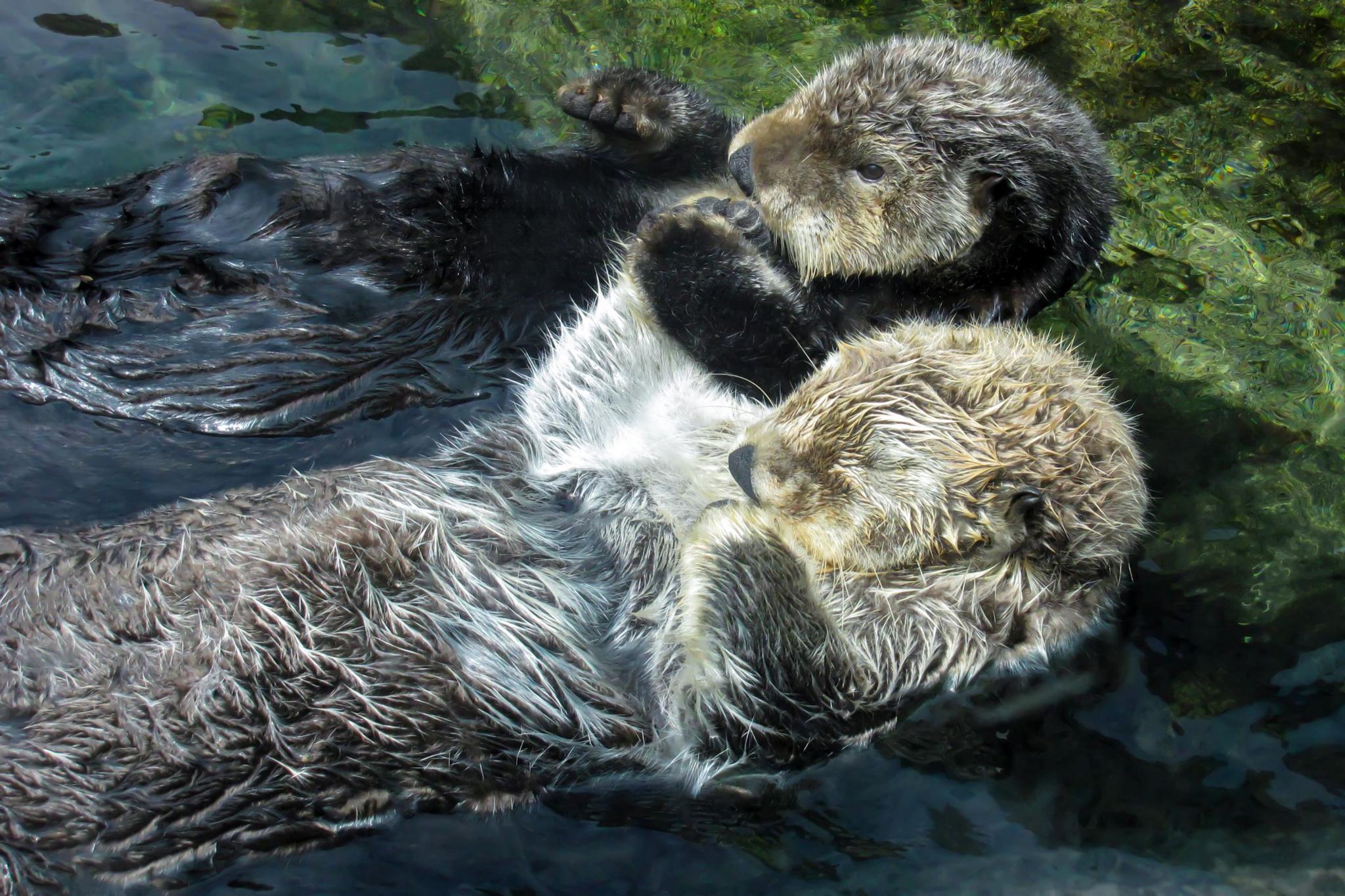 Sea otters holding paws while they sleep