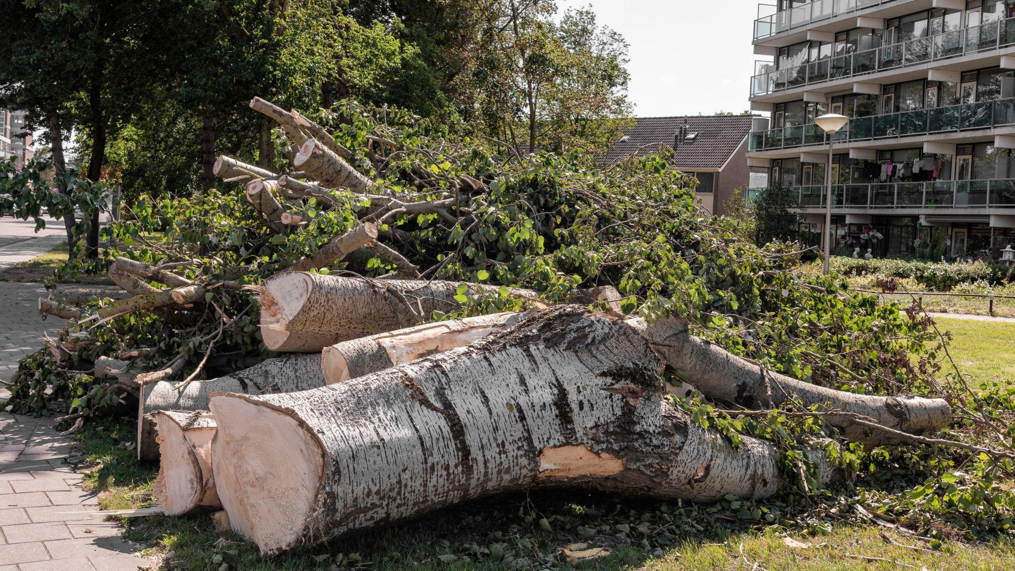 Logs on a lawn near a block of flats