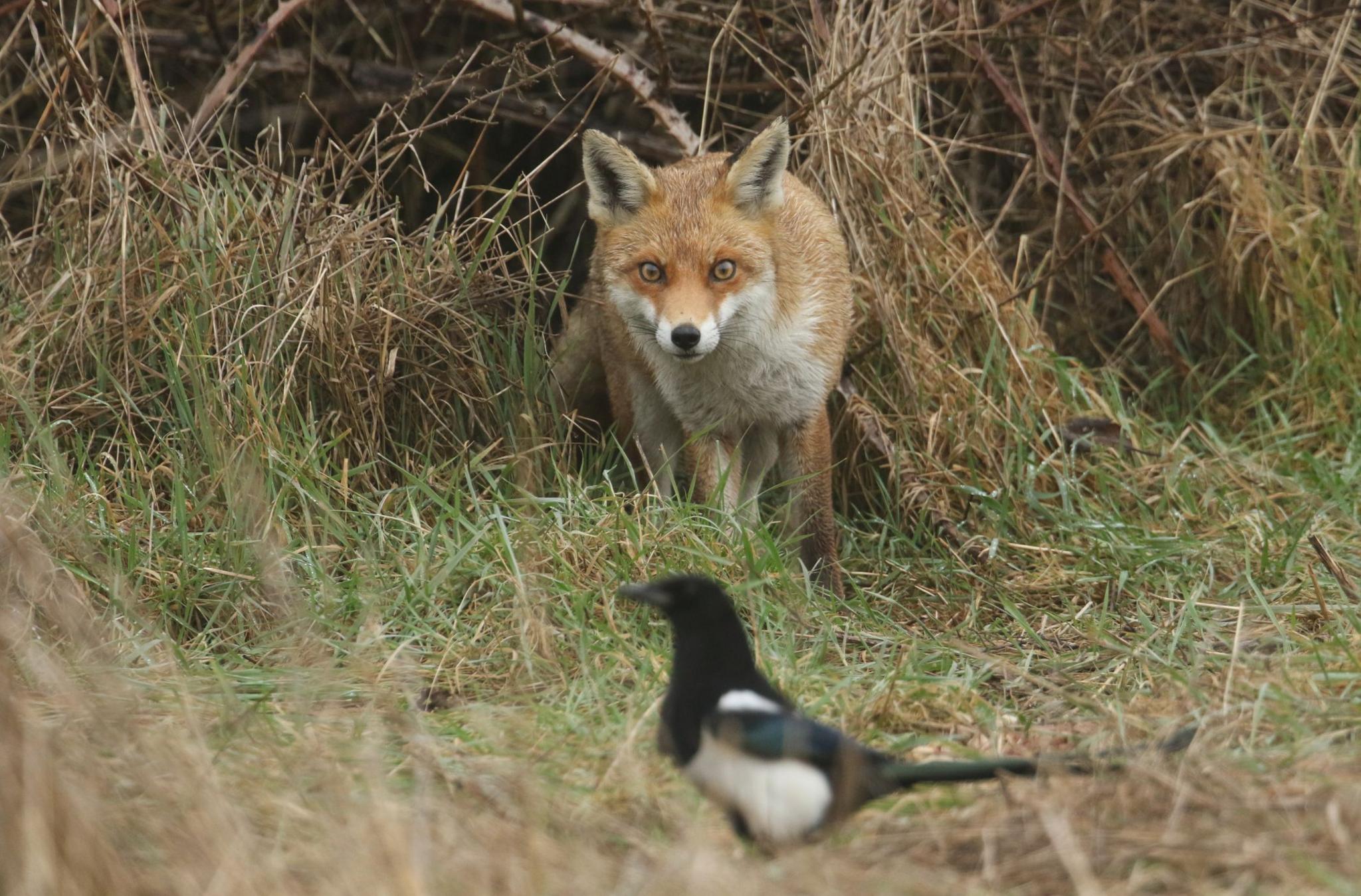 A fox approaches a magpie in the countryside.