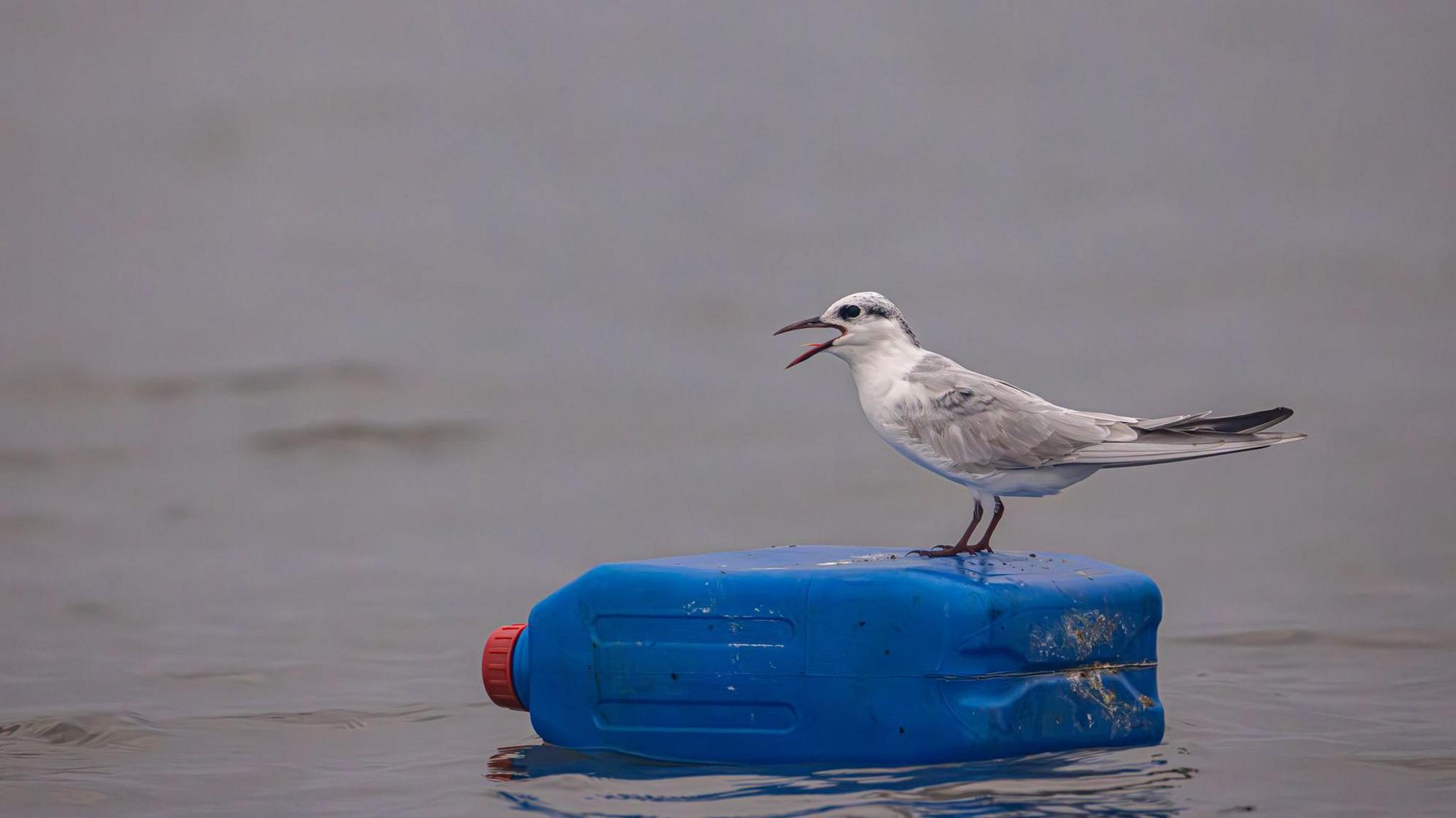 A small grey bird perches on a blue plastic bottle floating on a grey sea