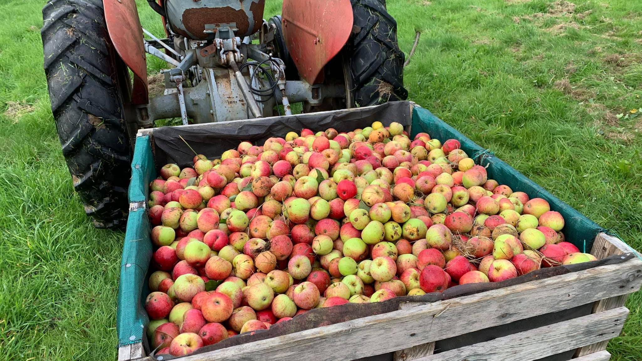 A wooden crate on the grass, which is full of apples, with a tractor in the background.