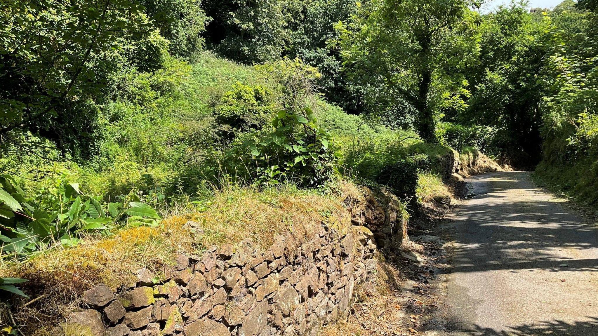 A narrow country lane within dense greenery. On both sides of the path, there are trees and bushes. There is an old stone wall with moss and grass on top of it.