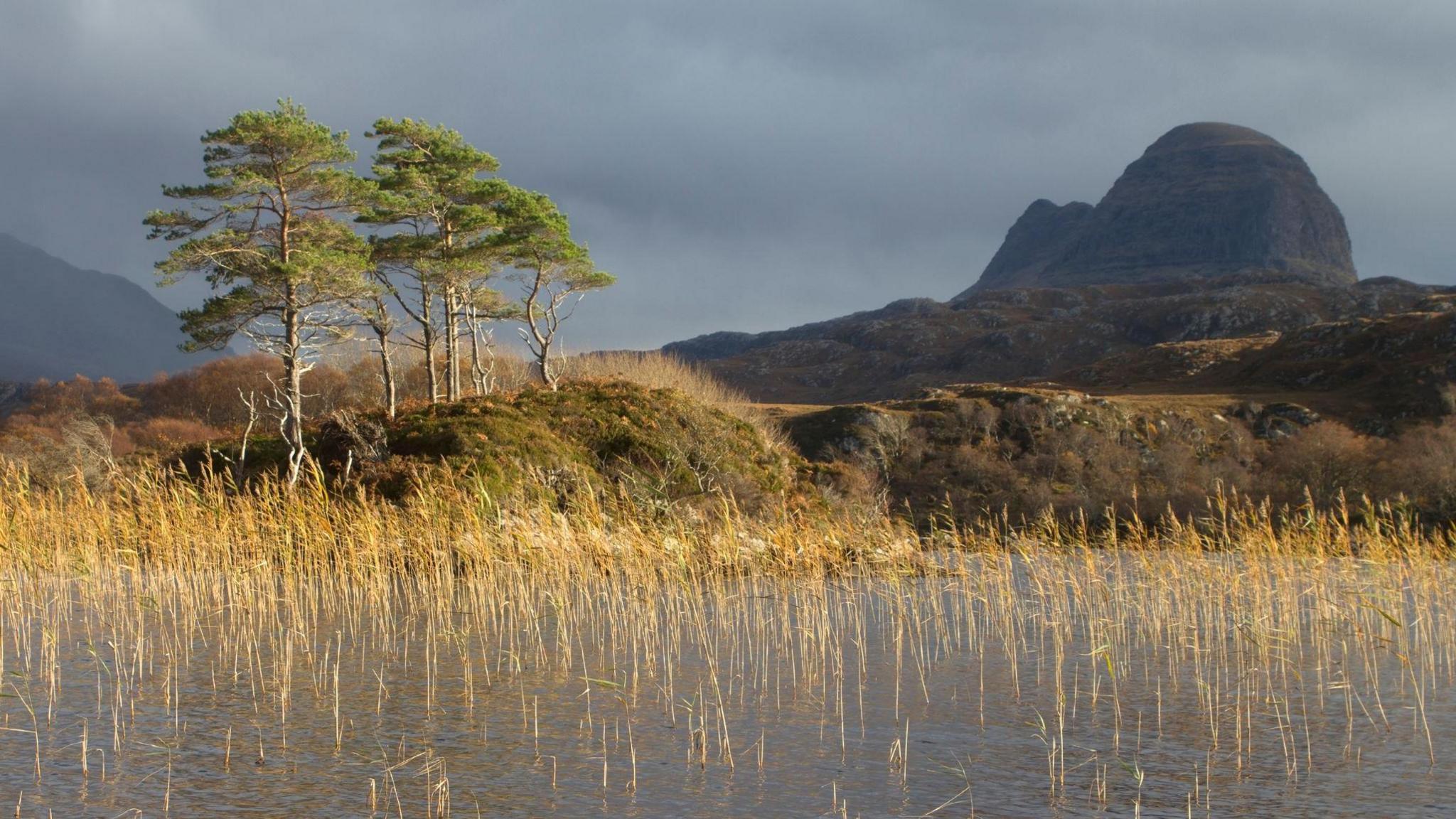 The mountain of Suilven towers above an Assynt landscape. There is a loch with tall grasses and a cluster of Scots pine trees.