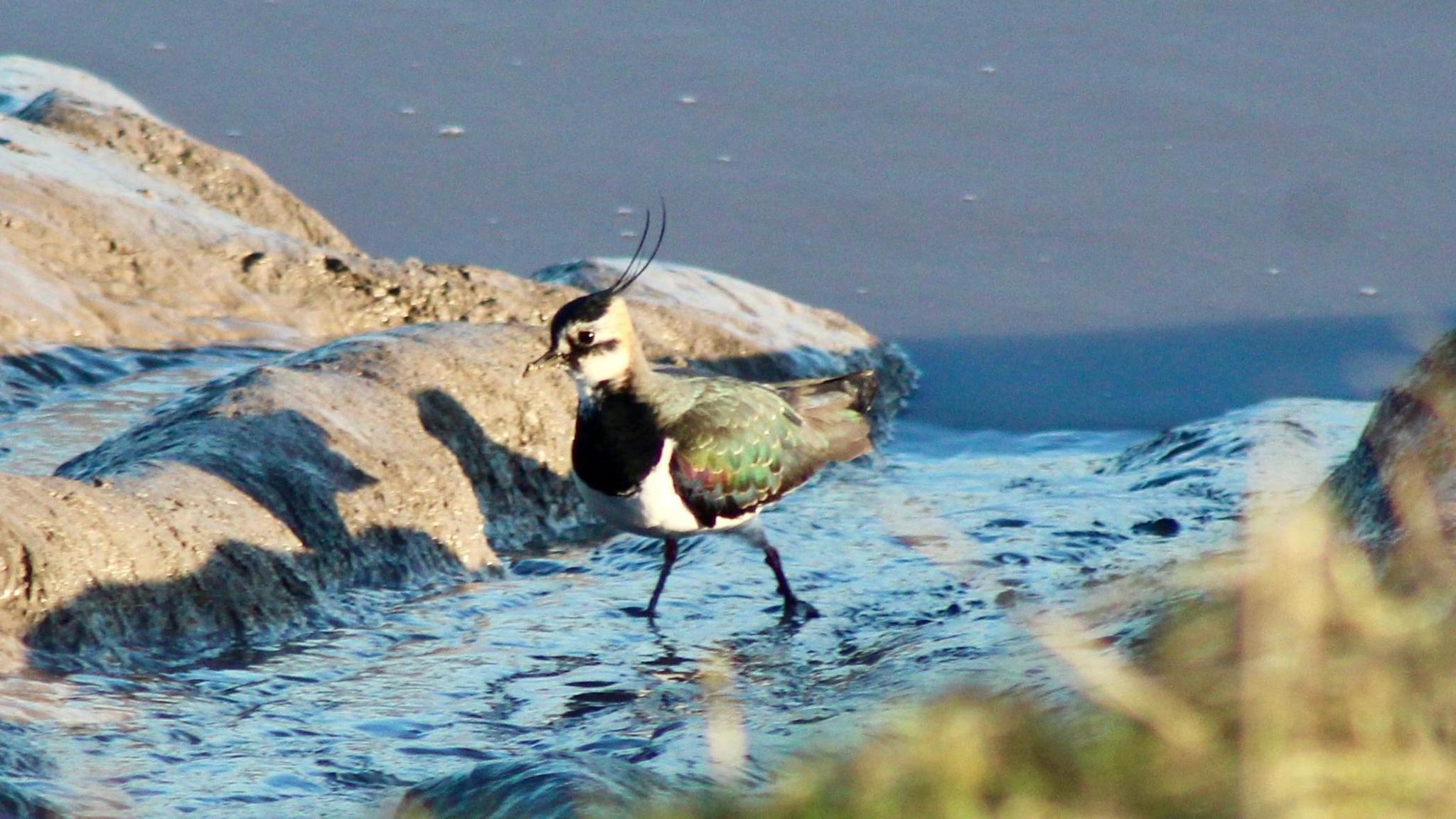 A Lapwing bird is walking across a marsh in Somerset. The bird has a black and white breast and green wings.