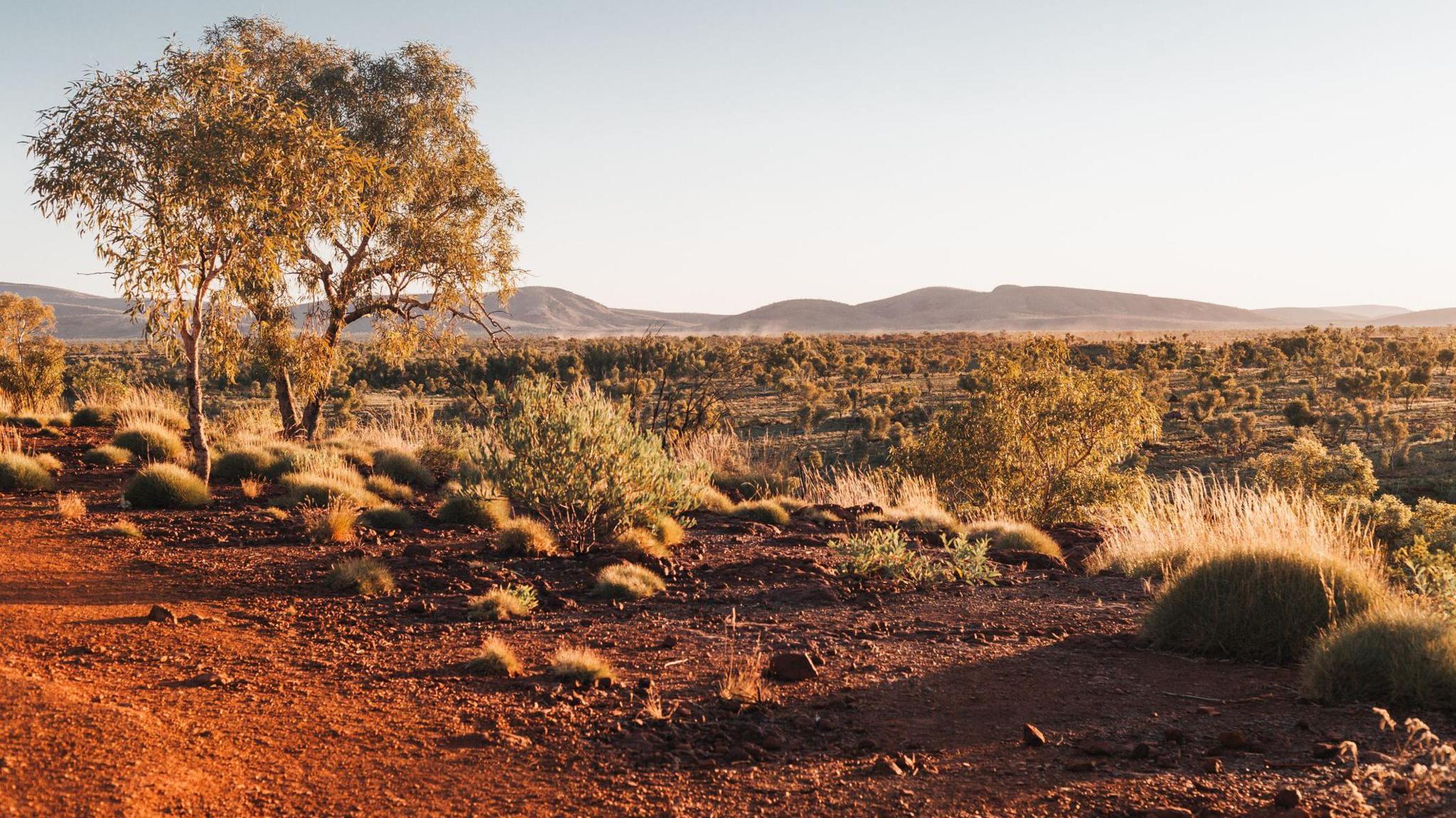 A photo of an arid landscape with reddish sand and low bushes. There is one tree on the left.