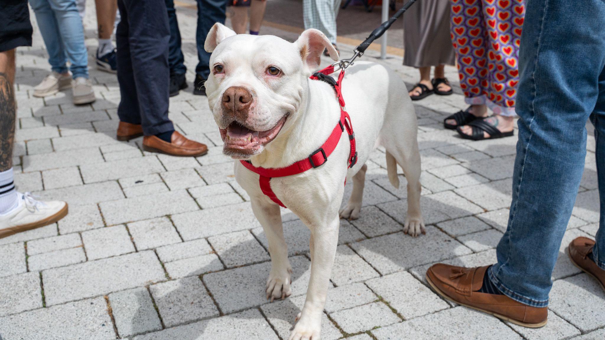 Tilly is standing in a grey patio area looking slightly away from the camera. She has a white short fur coat and her face looks like a mixture of a Staffordshire bull terrier and boxer. She has a red harness around her chest with a black lead clipped to the top of it. Her mouth is slightly open like she is smiling and panting. In the background are a number of people standing in groups as though they are talking to each other at an event.