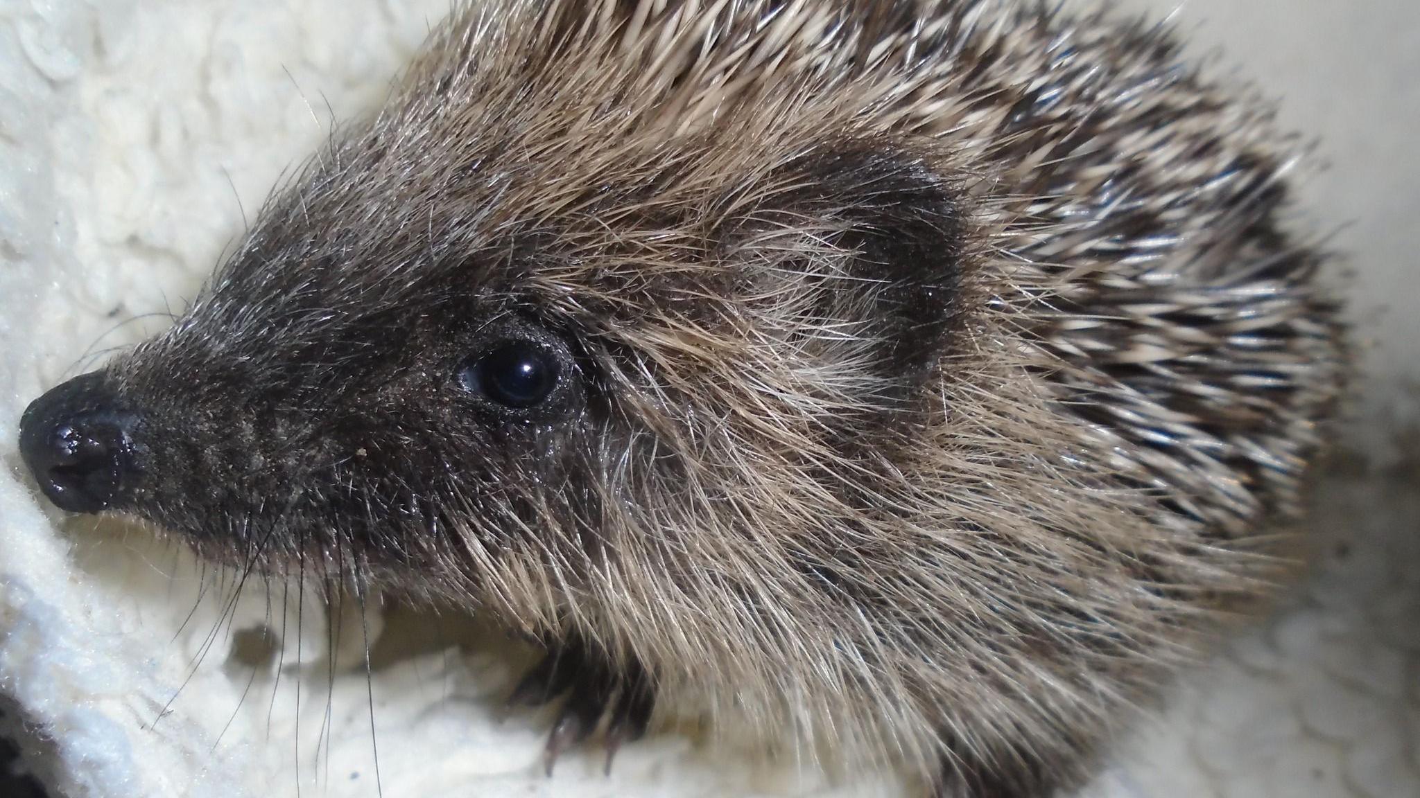 A close-up of a hedgehog who is looking to the left and is sitting on a white fleecy blanket. The hedgehog has black eyes, black nose and black paws with long claws. Its ear and face has fur but the rest of it is covered in pale brown spikes. It has long black whiskers and a pointed nose.