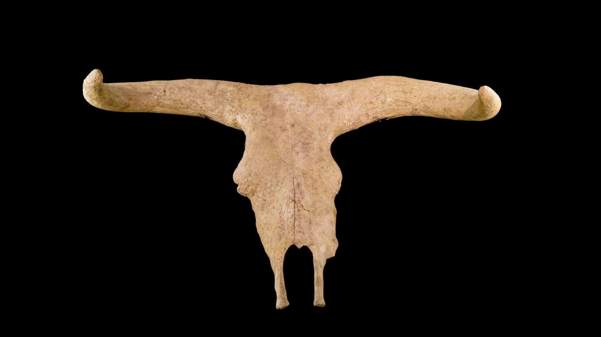 Claigeann aurochs