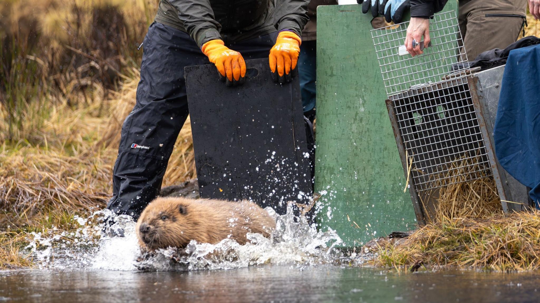 A furry brown beaver runs into the water, making a splash, after being released from a metal crate by conservationists