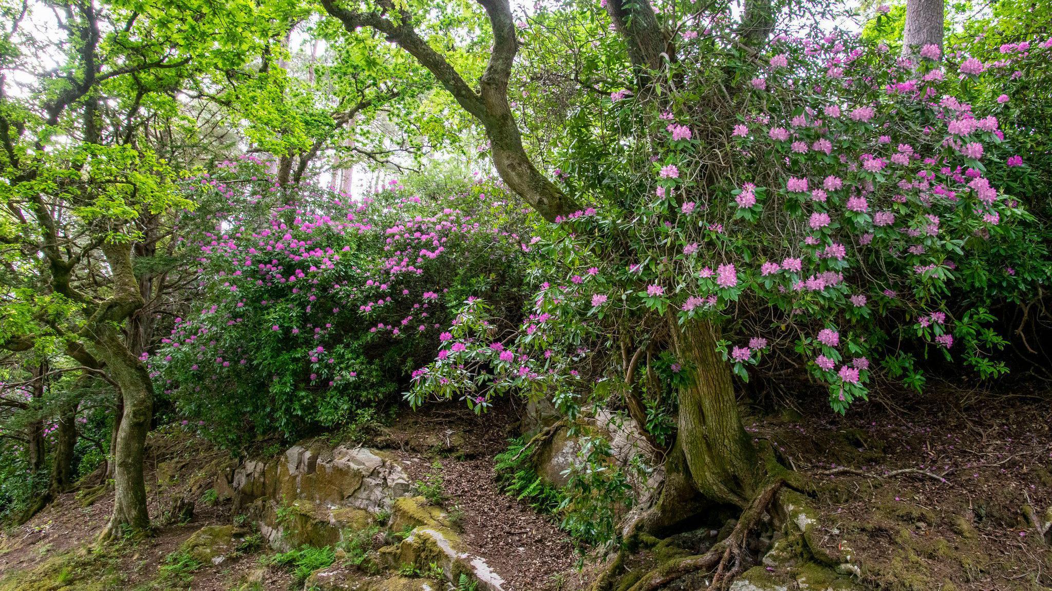 A rhododendron ponticum bush