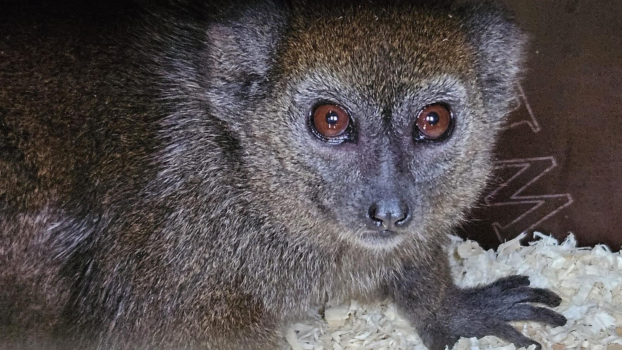 Gentle lemur