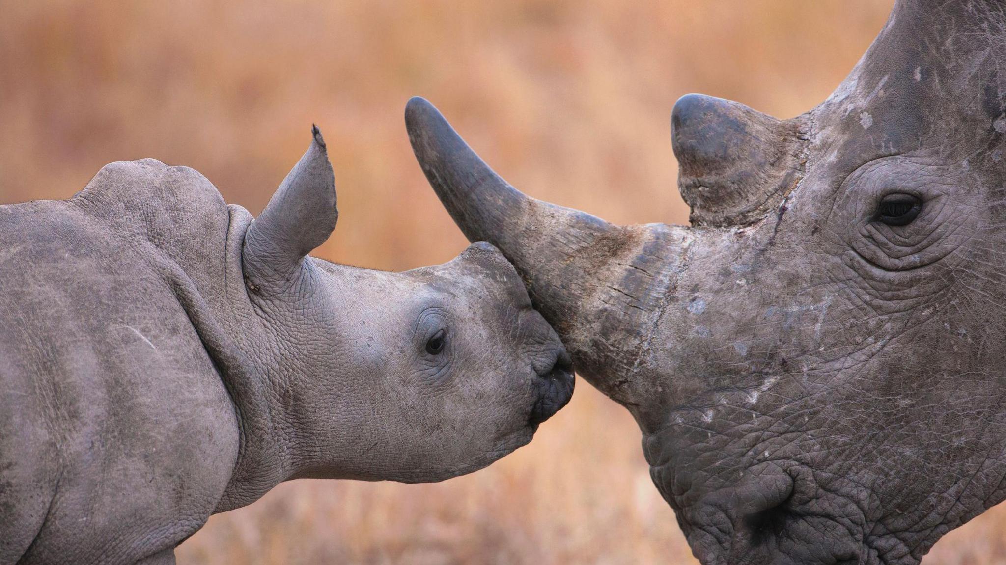 Baby rhino and big rhino touch noses