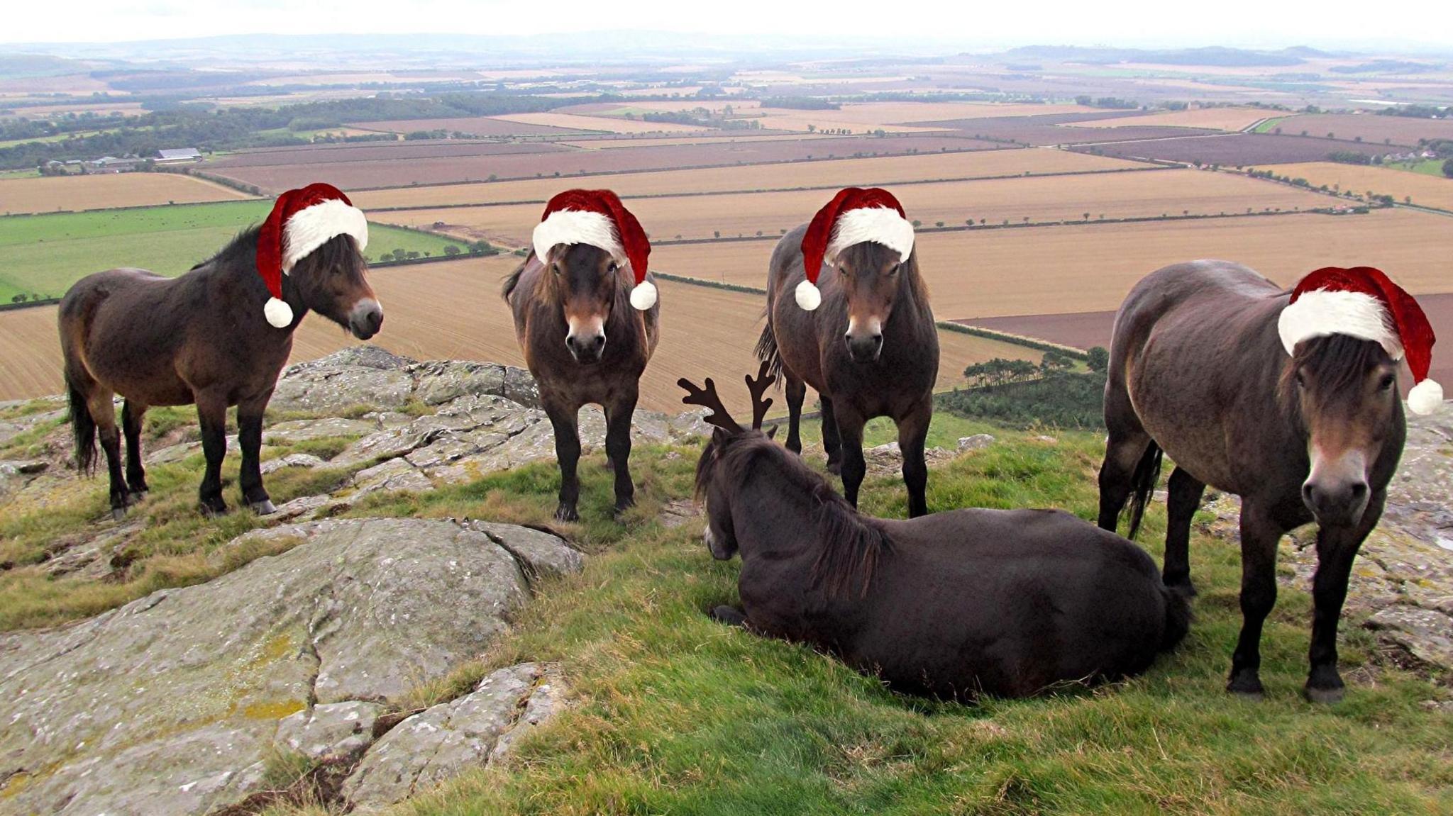 Four ponies wearing red and white santa hats looking directly at the camera. A fifth pony wearing reindeer antlers is lying down on the grass in front. Behind them are fields in a yellow and gold colour.