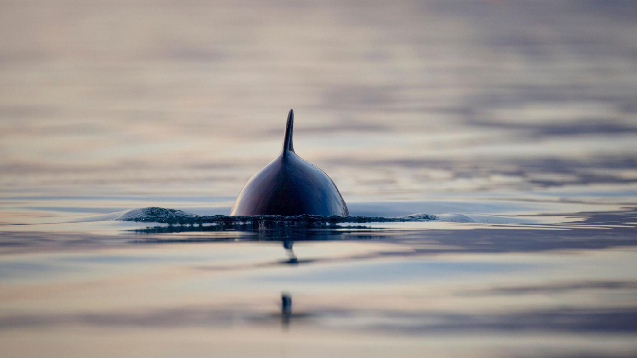 The fin of a porpoise can be seen emerging from the water