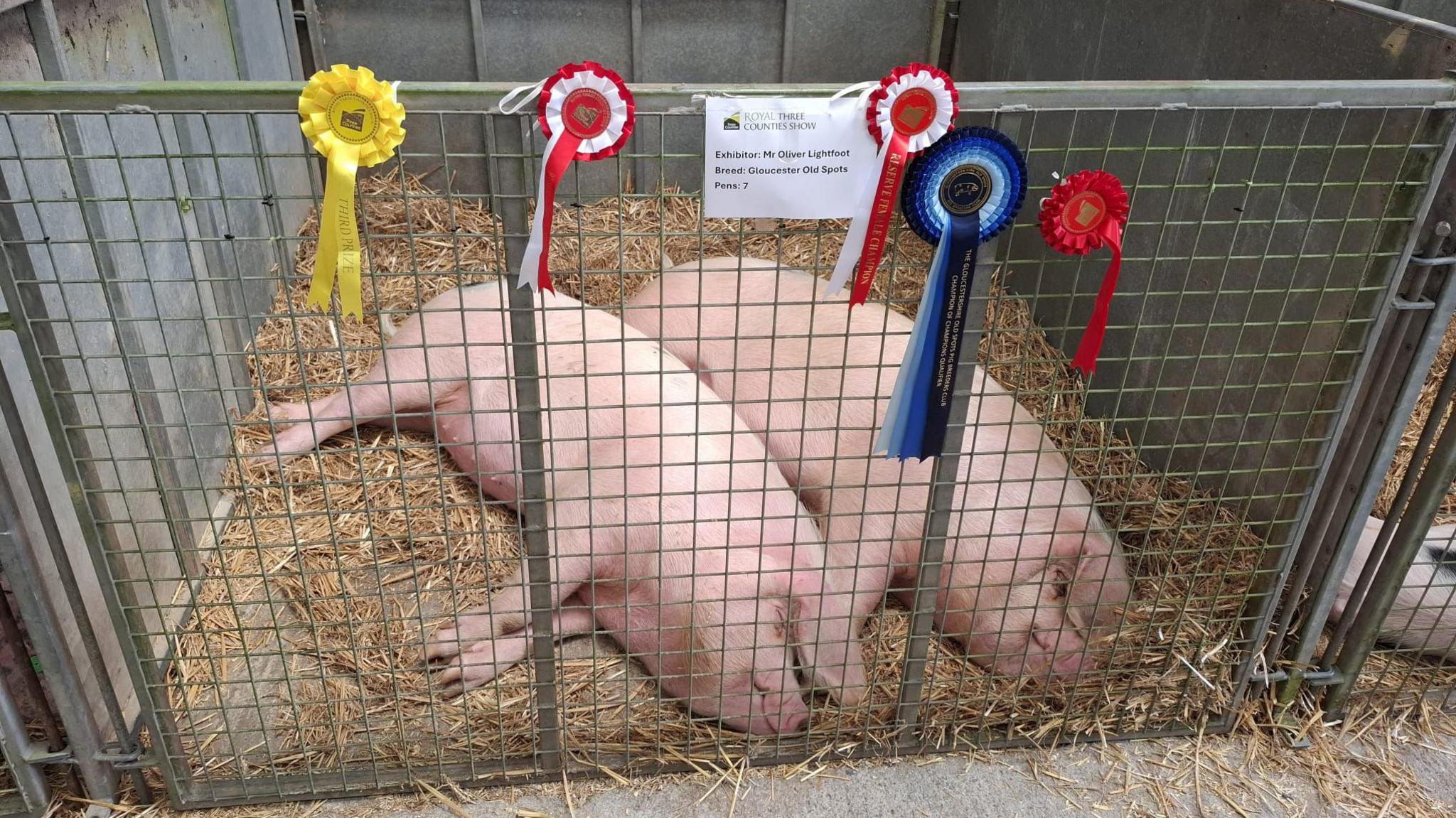 Two pink pigs lying on their sides in a gated area with hay on the floor. The gate has five rosettes attached to it.