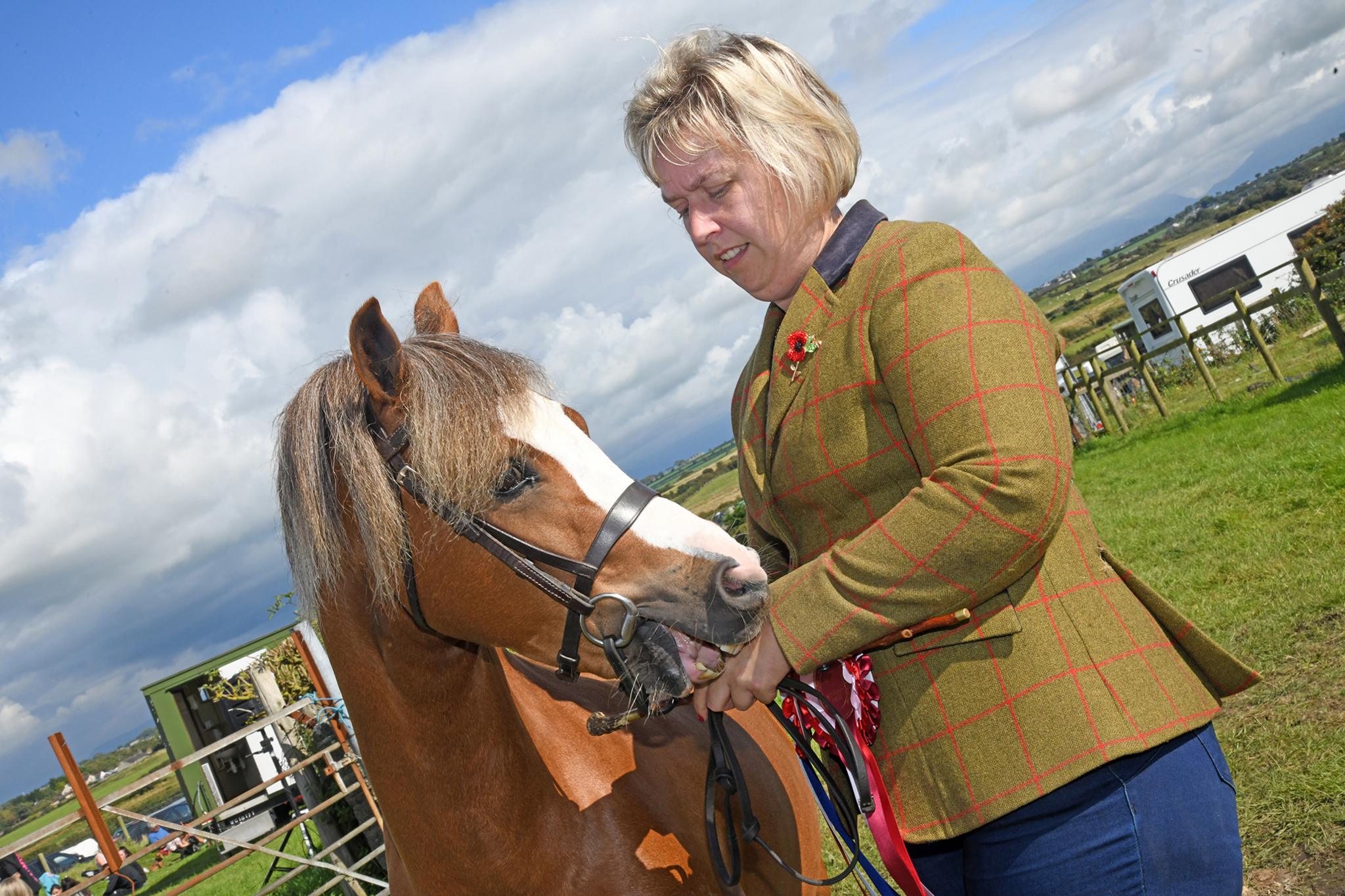 Bu'n ddiwrnod da i Eirian Wyn Williams o Gaerwen. Ei merlen oedd pencampwr y merlod mynydd a gweundir