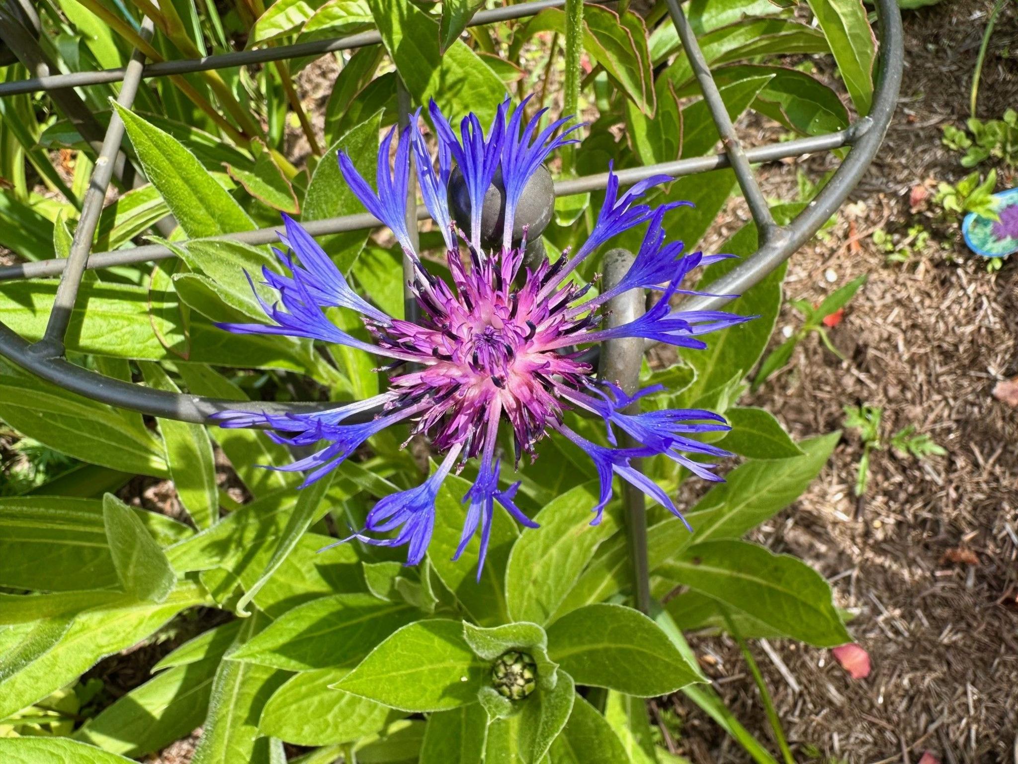 A perennial cornflower coloured various shades of purple