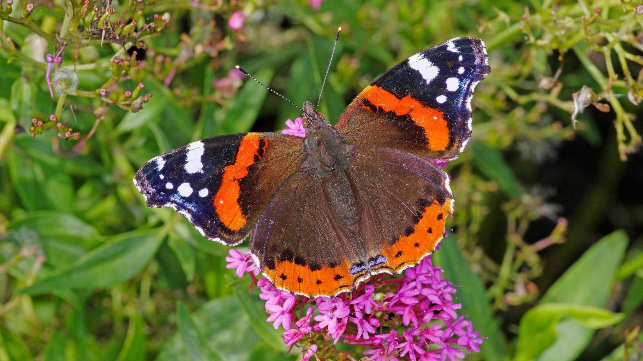 Butterfly on plant. 