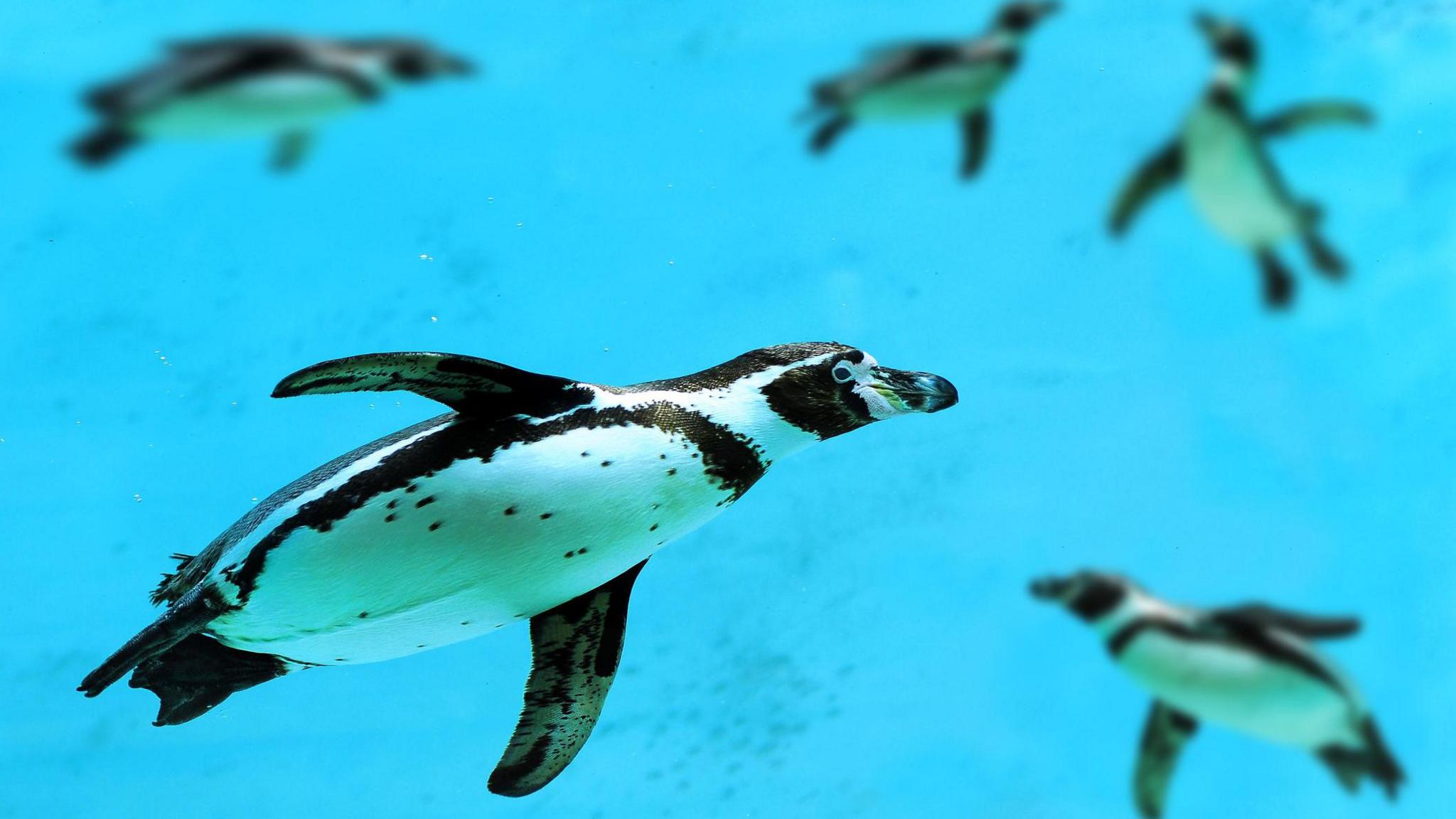 a humboldt penguin swimming underwater with four other penguins out of focus in the background.