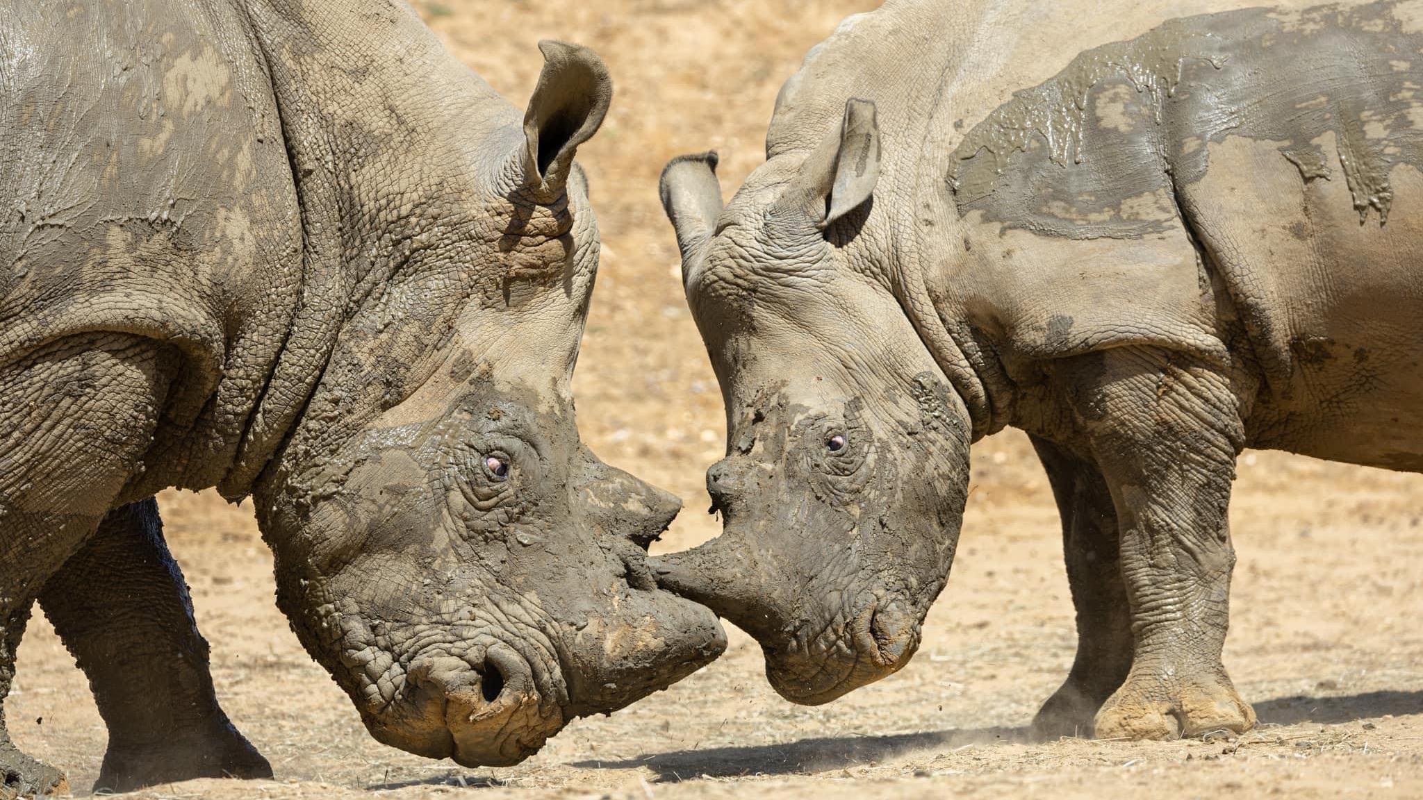 Two muddy rhinos standing opposite each other covered in mud. The one on the right is smaller than the one on the left.