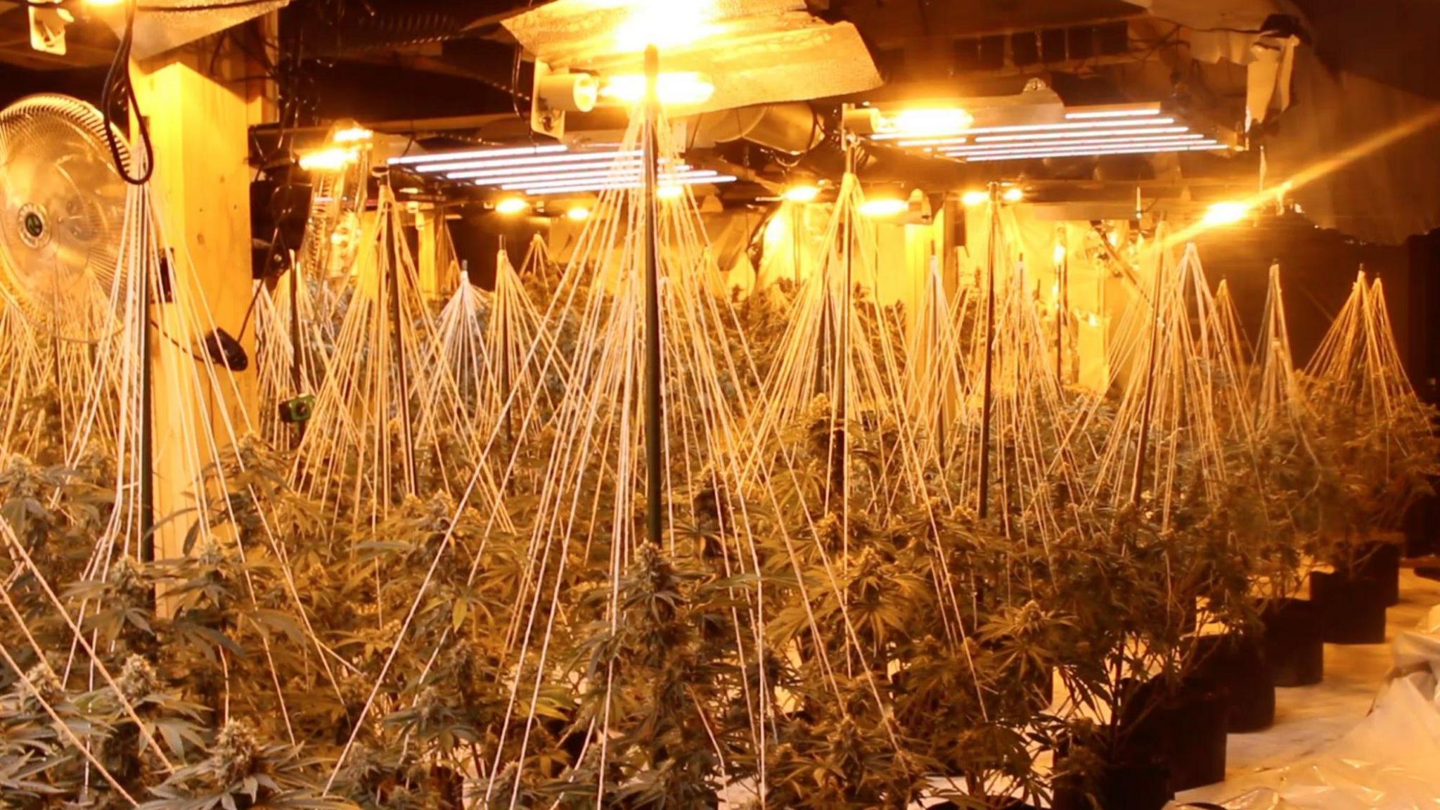 Cannabis plants being grown in pots in a very large room with orange heat lights above them.