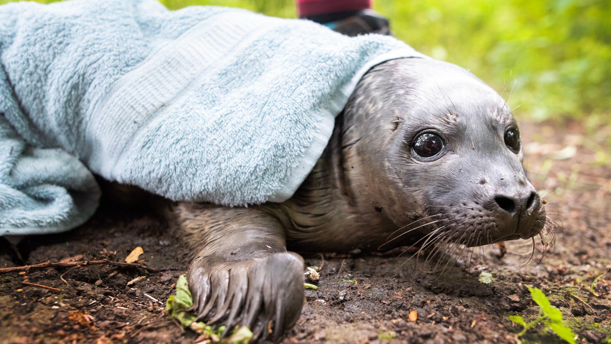 The seal, which is wrapped in a towel