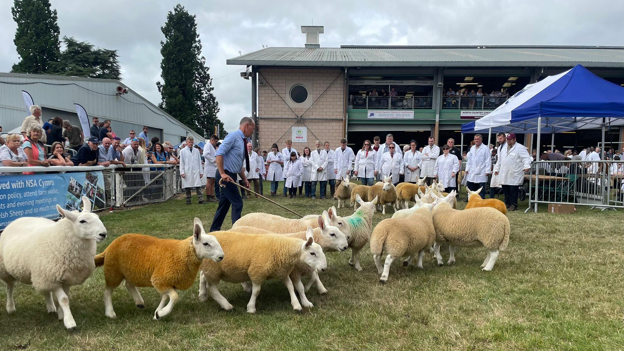 A man judging a group of white sheep in a ring at the show. Behind him are a large group of farmers watching their sheep be judged. Crowds gather around the ring to watch. 
