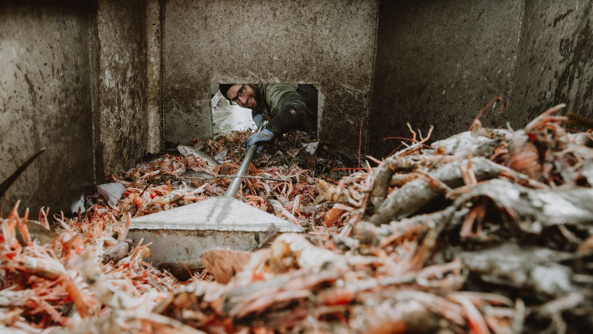 A colour image of shrimp being brought in after being caught. The camera is positioned inside the container and the fisherman is using a metal shovel to scoop out the shrimp. He is smiling as he works. 