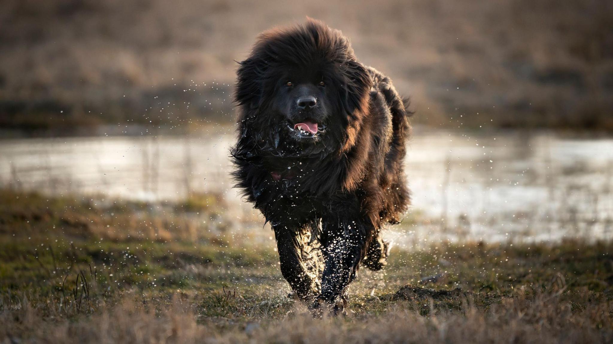 Newfoundland dog running through a puddle