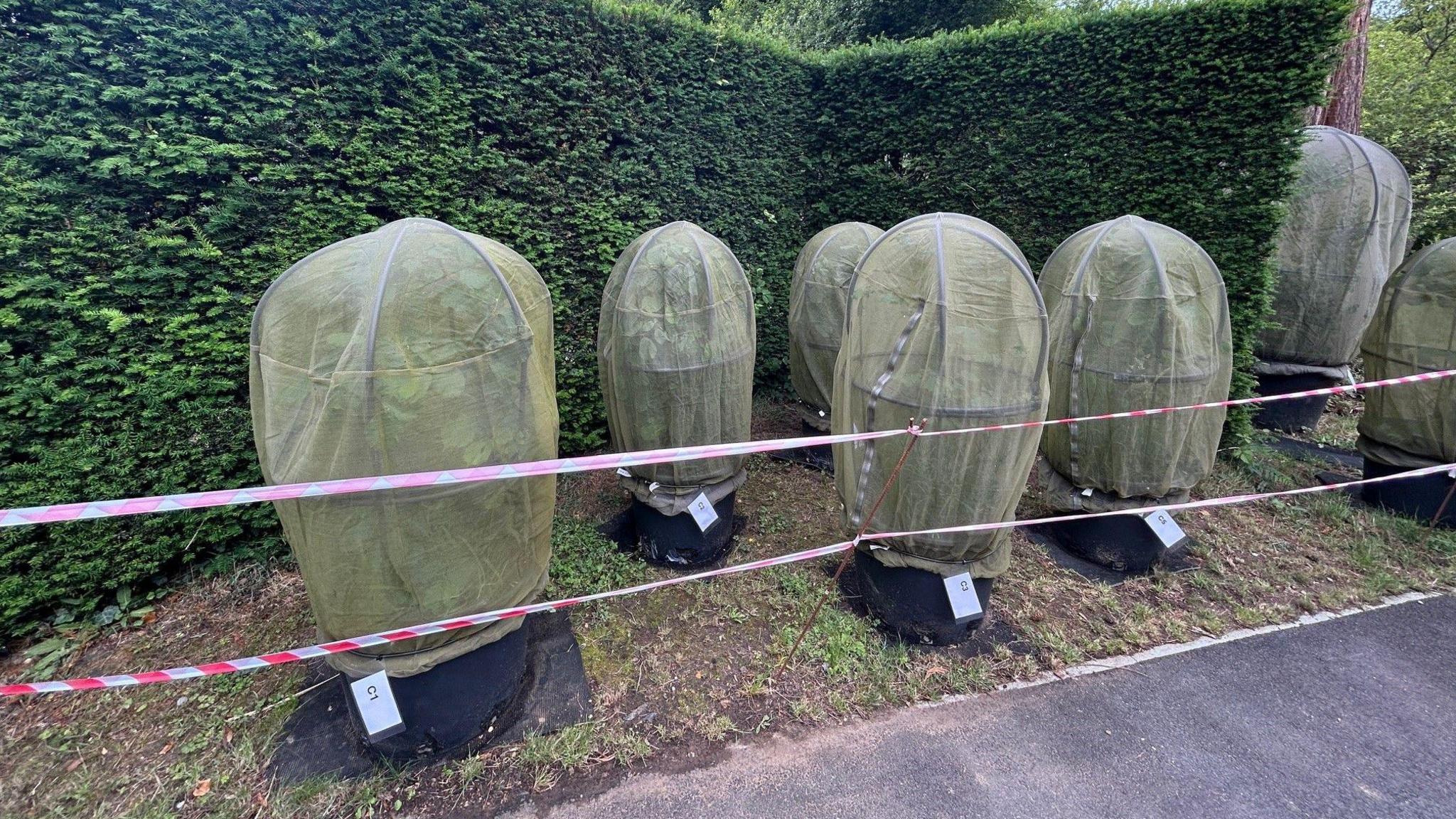 Cicada enclosures